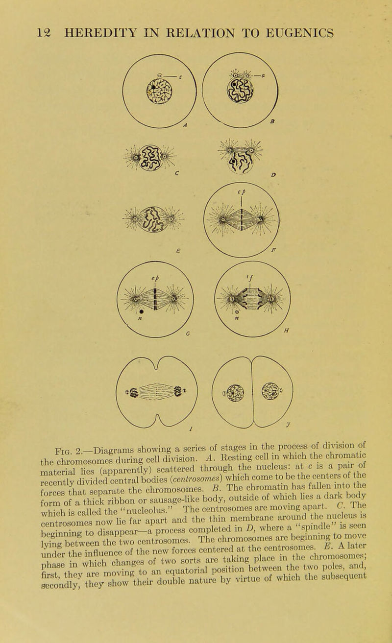 Fig 2—Diagrams showing a series of stages in the process of division of the chromosomes during cell division. A. Resting cell in which the cln-omat.c material Ues (apparently) scattered through the nucleus: at c is a pair of ^eSy divided central bodies {cenlrosomes) which come to be the centers of he forces tCt separate the chromosomes. B. The chromatin has fallen into tje o m o a thick ribbon or sausage-hke body, outside of which hes a dark body I nallorl thp nucleolus  The cenlrosomes are moving apart. C. 1 he l^t ore iw he f^^^^^ and the thin membrane around the nucleus is Srnrto dZppear-a process comp^^^^^^^^^^
