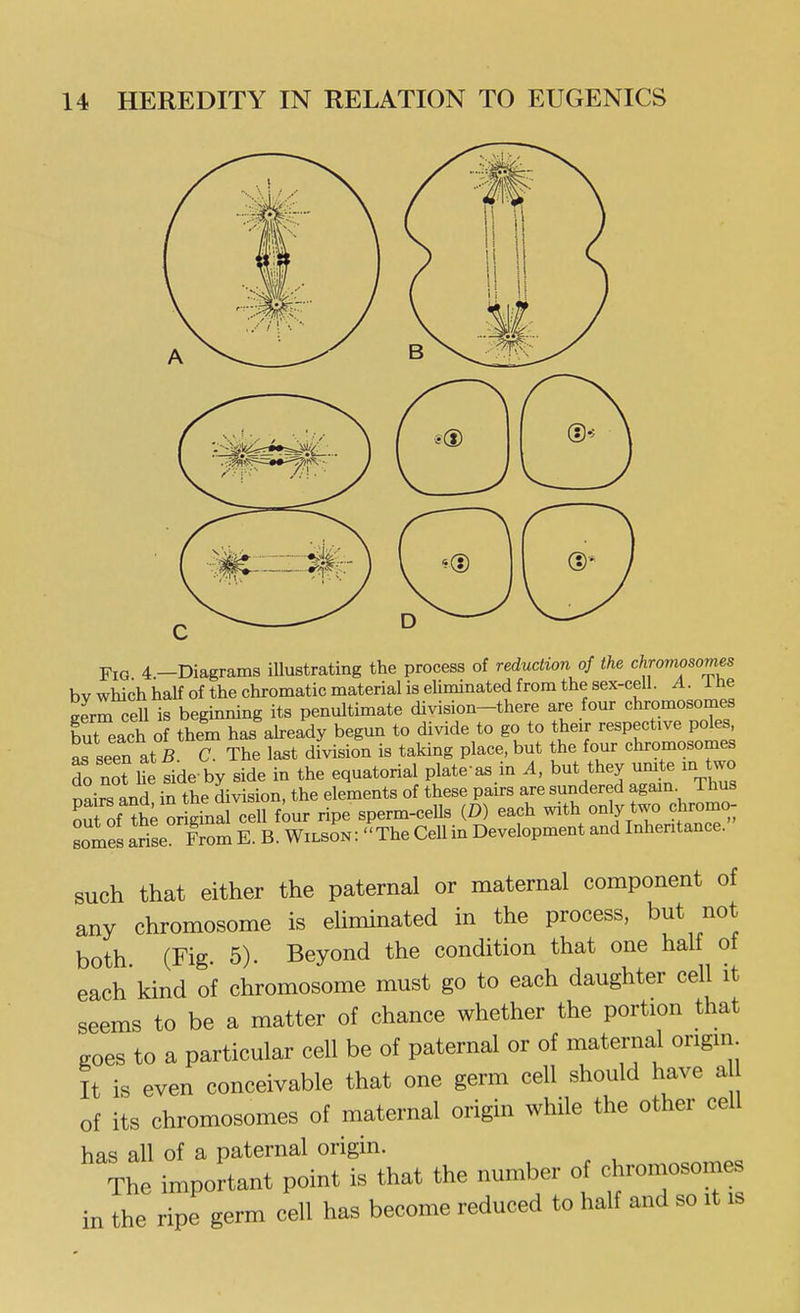 Fig 4—Diagrams illustrating the process of reduction of the chromosomes bv which half of the chromatic material is eliminated from the sex-cell. A. 1 he eerm cell is beginning its penultimate division-there are four chromosomes but each o them has already begun to divide to go to their respective poles as seen at B C. The last division is taking place, but the four chromosomes do not he sideby side in the equatorial plate as in A, but they umte m two nairs and in the division, the elements of these pairs are sundered again. Thus oS of ^h; ori^nd cell f^ur ripe sperm-cells (D) each with only two chromo; somes arise From E. B. Wilson :  The Cell in Development and Inheritance. such that either the paternal or maternal component of any chromosome is eliminated in the process, but not both (Fig. 5). Beyond the condition that one half of each kind of chromosome must go to each daughter cell it seems to be a matter of chance whether the portion that goes to a particular cell be of paternal or of maternal origin. It is even conceivable that one germ cell should have a of its chromosomes of maternal origin while the other cell has all of a paternal origin. The important point is that the number of chromosomes in the ripe germ cell has become reduced to half and so it is