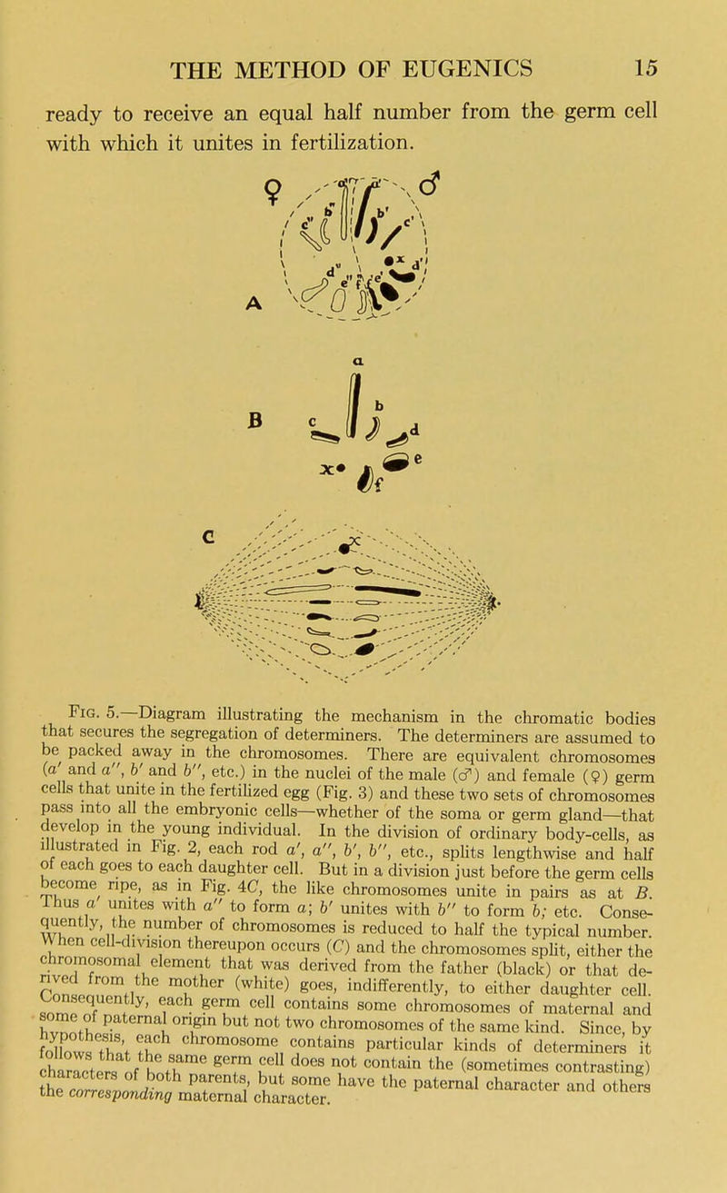 ready to receive an equal half number from the germ cell with which it unites in fertilization. Fig. 5.—Diagram illustrating the mechanism in the chromatic bodies that secures the segregation of determiners. The determiners are assumed to be packed away in the chromosomes. There are equivalent chromosomes (a and a, b' and b, etc.) in the nuclei of the male (c^) and female (9) germ cells that unite in the fertiUzed egg (Fig. 3) and these two sets of chromosomes pass mto all the embryonic cells—whether of the soma or germ gland—that develop m the young individual. In the division of ordinary body-ceUs, as illustrated in Fig. 2, each rod a', a, b', b, etc., spHts lengthwise and half ot each goes to each daughter cell. But in a division just before the germ cells become ripe, as in Fig. 4C, the like chromosomes unite in pairs as at B ihus a unites with a to form a; b' unites with b to form b; etc. Conse- quently, the number of chromosomes is reduced to half the typical number. When cell-division thereupon occurs (C) and the chromosomes spht, either the chromosoma element that was derived from the father (black) or that de- r.nl M 'u^^'^' ^^^'^''^ indifferently, to either daughter cell. Consequently, each germ cell contains some chromosomes of maternal and hvnnt?/ ^^ chromosomes of the same Icind. Since, by foHow^Tw ?^ ^h^oinosome contains particular kinds of determiners it charrcters ,f h',^^^^ f ^^^ ^'^^ (sometimes contrasting)