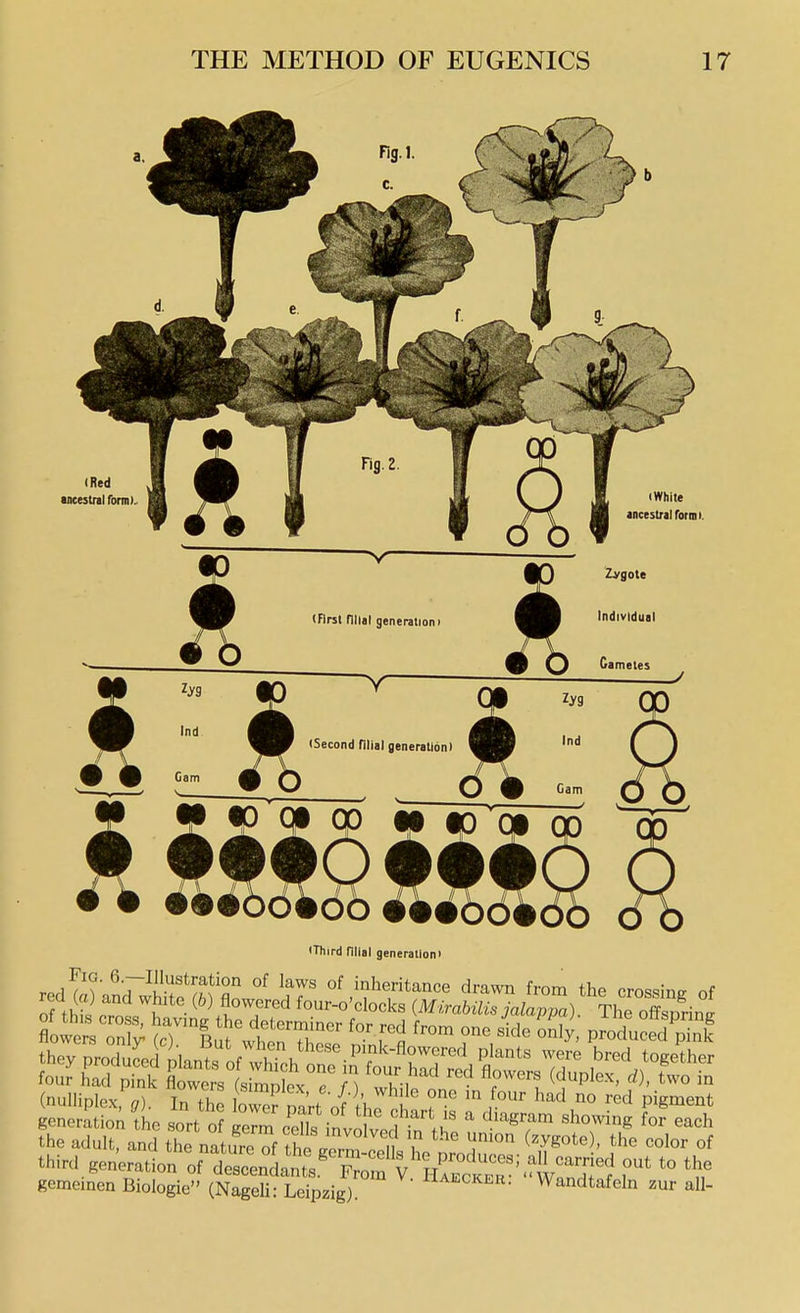 (Red tncestral rorm). iThird filial generation) red!irand~JhkfSffln 1?^ ^'^^^ crossing of tlic adult, ami tho nanfre of tho J„rn? if u j' *e color of third generation ofX™!*!*??^ V.Vrclr ^w^^^^^^^^ T' '° '^f gememen Biologic (Nageli: Leipzig). ^^ecker. Wandtafeln zur all-