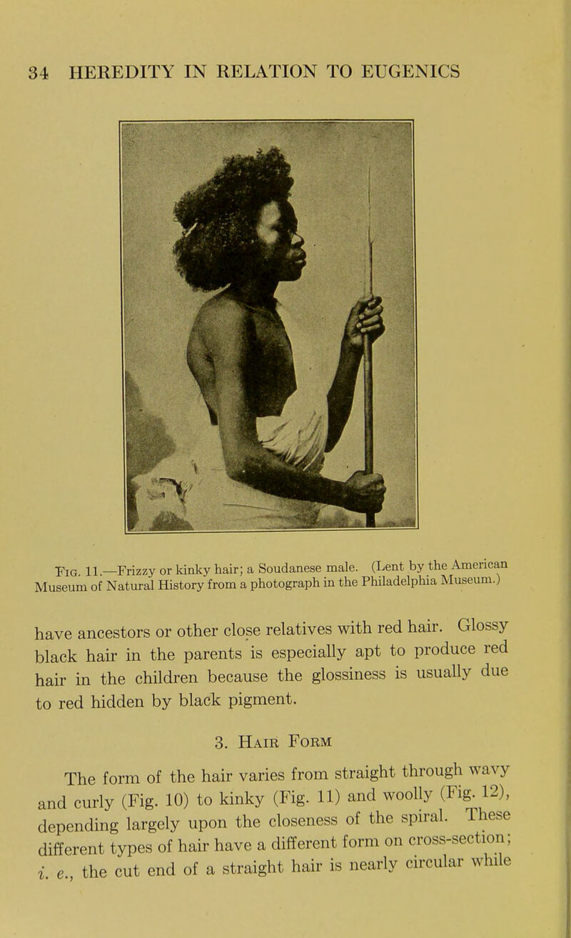 have ancestors or other close relatives with red hair. Glossy black hau- in the parents is especially apt to produce red hair in the children because the glossiness is usually due to red hidden by black pigment. 3. Hair Form The form of the hair varies from straight through wavy and curly (Fig. 10) to kinky (Fig. 11) and woolly (Fig. 12), depending largely upon the closeness of the spn-al. These different types of hair have a different form on cross-section; i e the cut end of a straight hair is nearly circular while