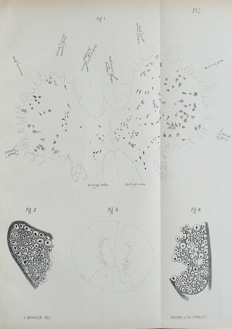 C.WINKl£R, DEL. HIKtRK, UTH UTRLCHT.