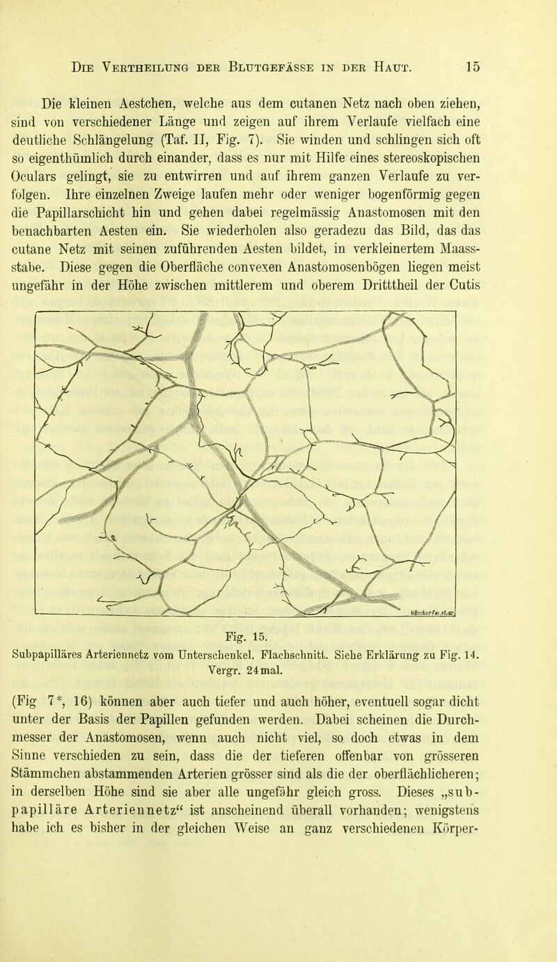 Die klemen Aestchen, welche aus dem cutanen Netz nach oben ziehen, sind von verschiedener Länge und zeigen auf ihrem Verlaufe vielfach eine deutliche Schlängelung (Taf. II, Fig. 7). Sie winden und schlingen sich oft so eigenthümlich durch einander, dass es nur mit Hilfe eines stereoskopischen Oculars gelingt, sie zu entwirren und auf ihrem ganzen Verlaufe zu ver- folgen. Ihre einzelnen Zweige laufen mehr oder weniger bogenförmig gegen die Papillarschicht hin und gehen dabei regelmässig Anastomosen mit den benachbarten Aesten ein. Sie wiederholen also geradezu das Bild, das das cutane Netz mit seinen zuführenden Aesten bildet, in verkleinertem Maass- stabe. Diese gegen die Oberfläche convexen Anastomosenbögen liegen meist ungefähr in der Höhe zwischen mittlerem und oberem Dritttheil der Cutis Fig. 15. Subpapilläres Arterieunetz vom Unterschenkel. Plachschnitt. Siehe Erklärung zu Fig. 14. Vergr. 24 mal. (Fig 7*, 16) können aber auch tiefer und auch höher, eventuell sogar dicht unter der Basis der Papillen gefunden werden. Dabei scheinen die Durch- messer der Anastomosen, wenn auch nicht viel, so doch etwas in dem Sinne verschieden zu sein, dass die der tieferen offenbar von gTösseren Stämmchen abstammenden Arterien grösser sind als die der oberflächlicheren; in derselben Höhe sind sie aber alle ungefähr gleich gross. Dieses „sub- papilläre Arteriennetz ist anscheinend überall vorhanden; wenigstens habe ich es bisher in der gleichen Weise an ganz verschiedenen Körper-