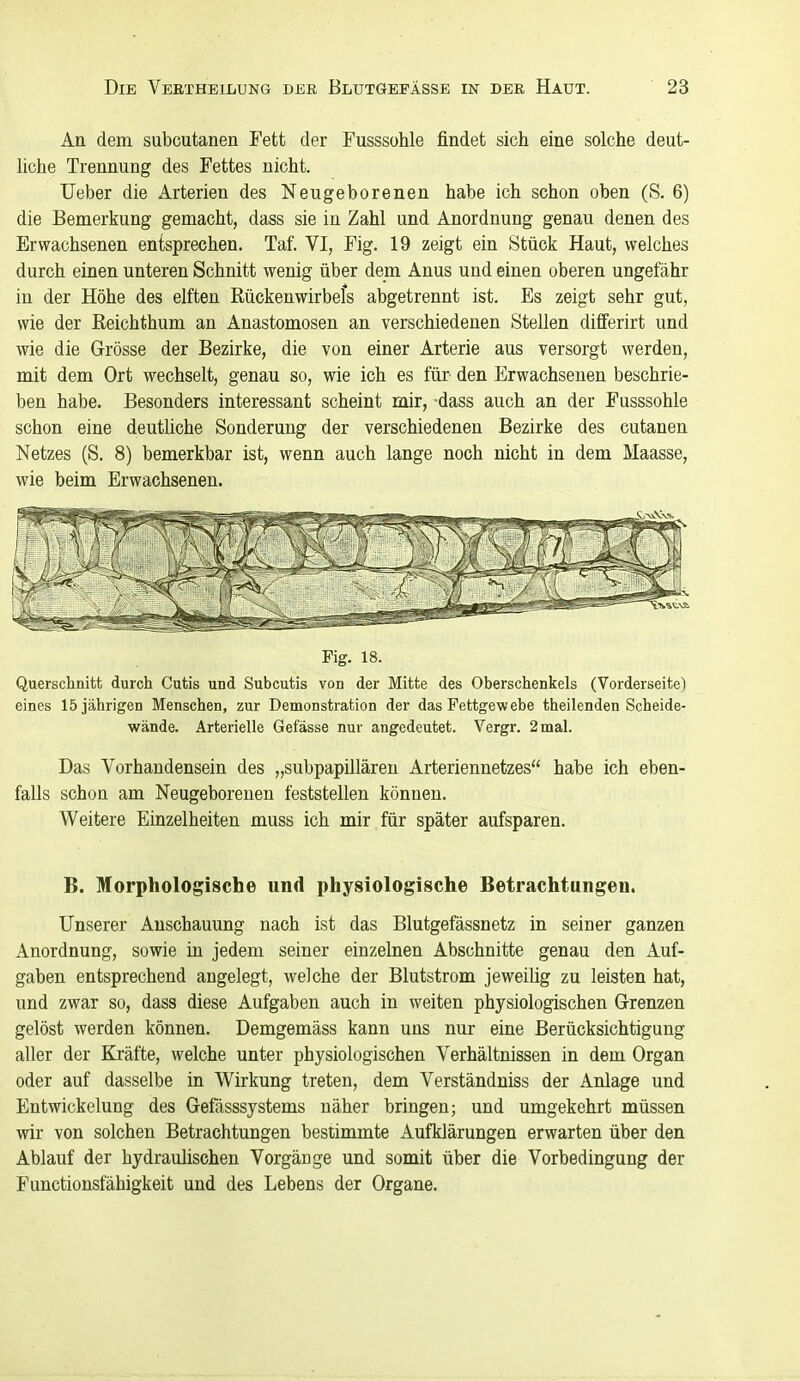 An dem subcutanen Fett der Fusssohle findet sich eine solche deut- liche Trennung des Fettes nicht. lieber die Arterien des Neugeborenen habe ich schon oben (S. 6) die Bemerkung gemacht, dass sie in Zahl und Anordnung genau denen des Erwachsenen entsprechen. Taf. VI, Fig. 19 zeigt ein Stück Haut, welches durch einen unteren Schnitt wenig über dem Anus und einen oberen ungefähr in der Höhe des elften Rückenwirbefs abgetrennt ist. Es zeigt sehr gut, wie der ßeichthum an Anastomosen an verschiedenen Stellen differirt und wie die Grösse der Bezirke, die von einer Arterie aus versorgt werden, mit dem Ort wechselt, genau so, wie ich es für^ den Erwachsenen beschrie- ben habe. Besonders interessant scheint mir, dass auch an der Fusssohle schon eine deuthche Sonderung der verschiedenen Bezirke des cutanen Netzes (S. 8) bemerkbar ist, wenn auch lange noch nicht in dem Maasse, wie beim Erwachsenen. Fig. 18. Querschnitt durch Cutis und Subcutis von der Mitte des Oberschenkels (Vorderseite) eines 15 jährigen Menschen, zur Demonstration der das Fettgewebe theilenden Scheide- wände. Arterielle Gefässe nur angedeutet. Vergr. 2 mal. Das Vorhandensein des „subpapilläreu Arteriennetzes habe ich eben- falls schon am Neugeborenen feststellen können. Weitere Einzelheiten muss ich mir für später aufsparen. B. Morphologische und physiologische Betrachtungen. Unserer Anschauung nach ist das Blutgefässnetz in seiner ganzen Anordnung, sowie in jedem seiner einzelnen Abschnitte genau den Auf- gaben entsprechend angelegt, welche der Blutstrom jeweilig zu leisten hat, und zwar so, dass diese Aufgaben auch in weiten physiologischen Grenzen gelöst werden können. Demgemäss kann uns nur eine Berücksichtigung aller der Kräfte, welche unter physiologischen Verhältnissen in dem Organ oder auf dasselbe in Wirkung treten, dem Verständuiss der Anlage und Entwickelung des Gefässsystems näher bringen; und umgekehrt müssen wir von solchen Betrachtungen bestimmte Aufklärungen erwarten über den Ablauf der hydraulischen Vorgäüge und somit über die Vorbedingung der Functionsfähigkeit und des Lebens der Organe.