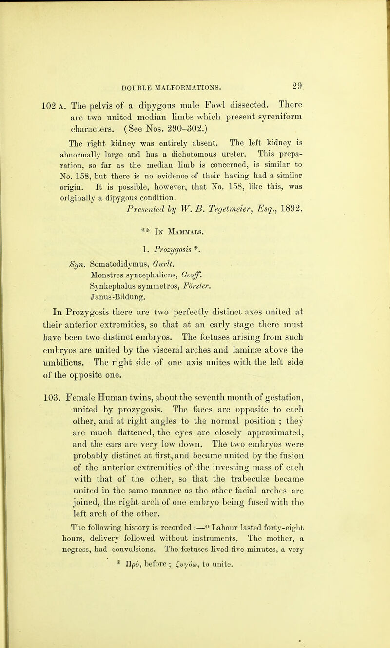 102 A. The pelvis of a dipygous male Fowl dissected. There are two united median limbs which present syreniform characters. (See Nos. 290-302.) The right kidney was entirely absent. The left kidney is abnormally large and has a dichotomous ureter. This prepa- ration, so far as the median limb is concerned, is similar to No. 158, but there is no evidence of their having had a similar origin. It is possible, however, that No. 158, like this, was originally a dipygous condition. Presented hy W. B. Tegetmeier, Esq., 1892. ** In Mammals. 1. Prozyfjosis *. Syn. Somatodidymus, Gurlt. Monstres S3ncephaHens, Geqff^. Synkephalus symmetros, Forster. Janus-Bildung. In Prozygosis there are two perfectly distinct axes united at their anterior extremities, so that at an early stage there must have been two distinct embryos. The foetuses arising from such embryos are united by the visceral arches and laminae above the umbilicus. The right side of one axis unites with the left side of the opposite one. 103. Female Human twins, about the seventh month of gestation, united by prozygosis. The faces are opposite to each other, and at right angles to the normal position ; they are much flattened, the eyes are closely approximated, and the ears are very low down. The two embryos were probably distinct at first, and became united by the fusion of the anterior extremities of the investing mass of each with that of the other, so that the trabeculse became united in the same manner as the other facial arches are joined, the right arch of one embryo being fused with the left arch of the other. The following history is recorded :— Labour lasted forty-eight hours, delivery followed without instruments. The mother, a negress, had convulsions. The foetuses lived five minutes, a very * EIpo, before ; f uyow, to unite.