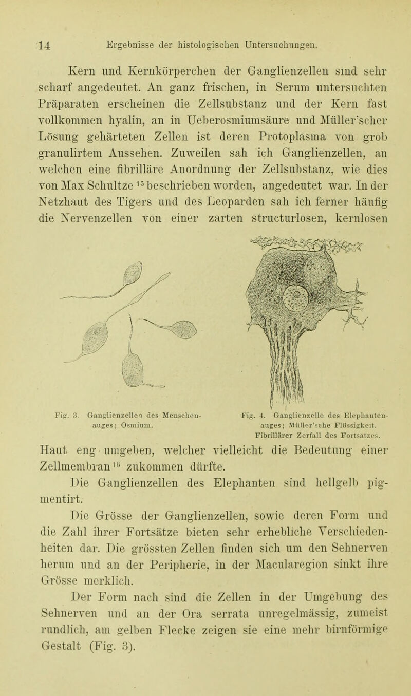 Kern und Kernkörperchen der Ganglienzellen smd sehr scharf angedeutet. An ganz frischen, in Serum untersuchten Präparaten erscheinen die Zellsubstanz und der Kern fast vollkommen hj'alin, an in Ueherosmiumsäure und Müller'scher Lösung gehärteten Zellen ist deren Protoplasma von grob granulirtem Aussehen. Zuweilen sah ich Ganglienzellen, an welchen eine fibrilläre Anordnung der Zellsubstanz, wie dies von Max Schnitze''beschrieben worden, angedeutet war. Inder Netzhaut des Tigers und des Leoparden sah ich ferner häufig die Nervenzellen von einer zarten structurlosen, kernlosen Haut eng umgeben, welcher vielleicht die Bedeutung einer Zellmembran111 zukommen dürfte. Die Ganglienzellen des Elephanten sind hellgelb pig- mentirt. Die Grösse der Ganglienzellen, sowie deren Form und die Zahl ihrer Fortsätze bieten sehr erhebliche Verschieden- heiten dar. Die grössten Zellen finden sich um den Selmerven herum und an der Peripherie, in der Macularegion sinkt ihre Grösse merklich. Der Form nach sind die Zellen in der Umgebung des Selmerven und an der Ora serrata unregelmässig, zumeist rundlich, am gelben Flecke zeigen sie eine mehr birnfürmige Gestalt (Fig. 3). Fig. 3. Ganglienzellen des Jlenschen- auges; Osmium. Fig. i. Ganglienzelle des Eleplianteu- auges; Müllcr'sche Flüssigkeit. Fibrillärer Zerfall des Fortsatzes.