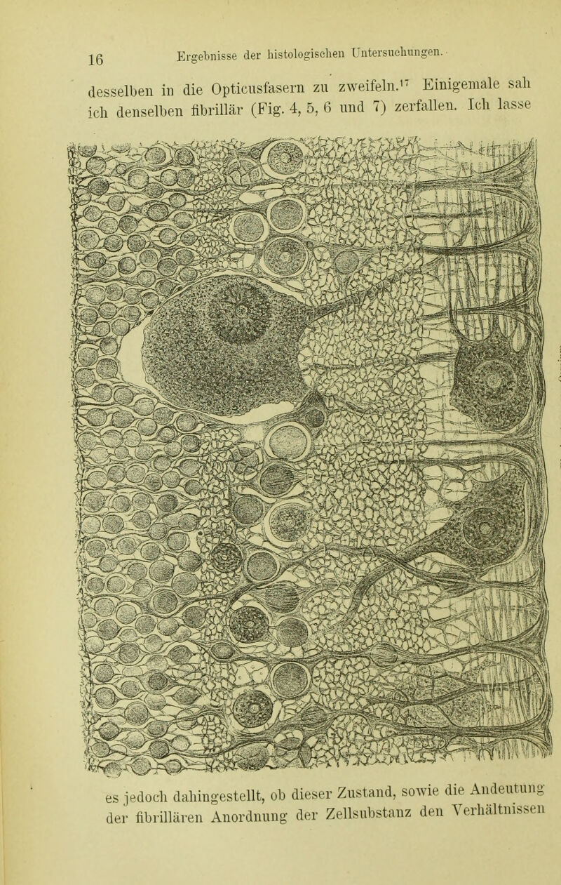 desselben in die Opticusfasern zu zweifeln.17 Einigemale sah icli denselben fibrillär (Fig. 4, 5, 6 und 7) zerfallen. Ich lasse es jedoch dahingestellt, ob dieser Zustand, sowie die Andeutung der fibrillären Anordnung der Zellsubstanz den Verhältnissen