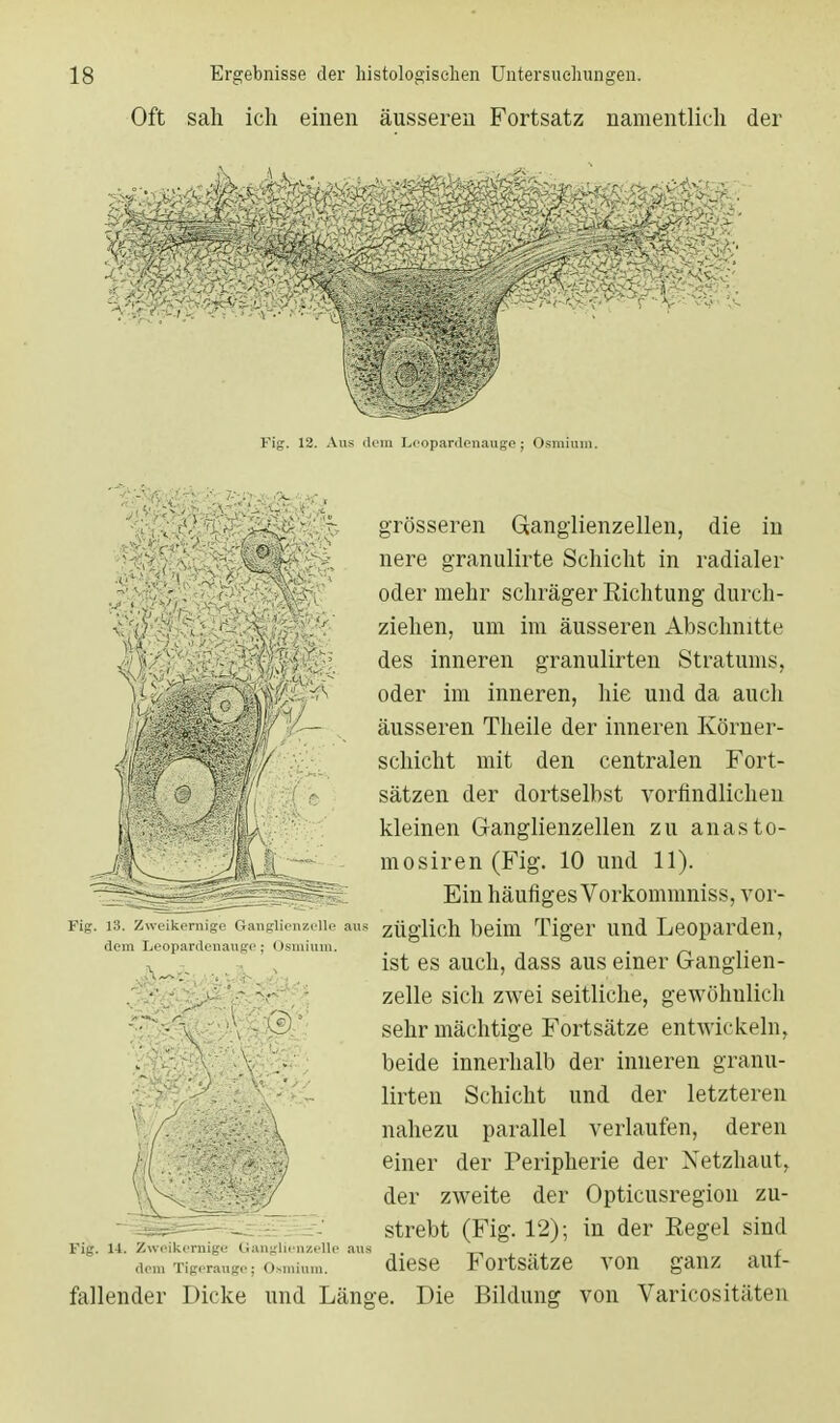 Oft sah ich einen äusseren Fortsatz namentlich der Fig. 12. Aus dem Leopardenauge ; Osmium. grösseren Ganglienzellen, die in nere granulirte Schicht in radialer oder mehr schräger Richtung durch- ziehen, um im äusseren Abschnitte des inneren granulirten Stratums, oder im inneren, hie und da auch äusseren Theile der inneren Ivörner- schicht mit den centralen Fort- sätzen der dortselbst vorfindlichen kleinen Ganglienzellen zu anasto- mosiren (Fig. 10 und 11). Ein häufiges Vorkommniss, vor- züglich beim Tiger und Leoparden, ist es auch, dass aus einer Ganglien- zelle sich zwei seitliche, gewöhnlich sehr mächtige Fortsätze entwickeln, beide innerhalb der inneren granu- lirten Schicht und der letzteren nahezu parallel verlaufen, deren einer der Peripherie der Netzhaut, der zweite der Opticusregion zu- strebt (Fig. 12); in der Eegel sind diese Fortsätze von ganz auf- fallender Dicke und Länge. Die Bildung von Varicositäten Fig. 13. Zweikernige Ganglienze dem Leopardenauge; Osmium. Fig. 14. Zweikernige Granglienzelle aus dem Tigerauge: Osmium.