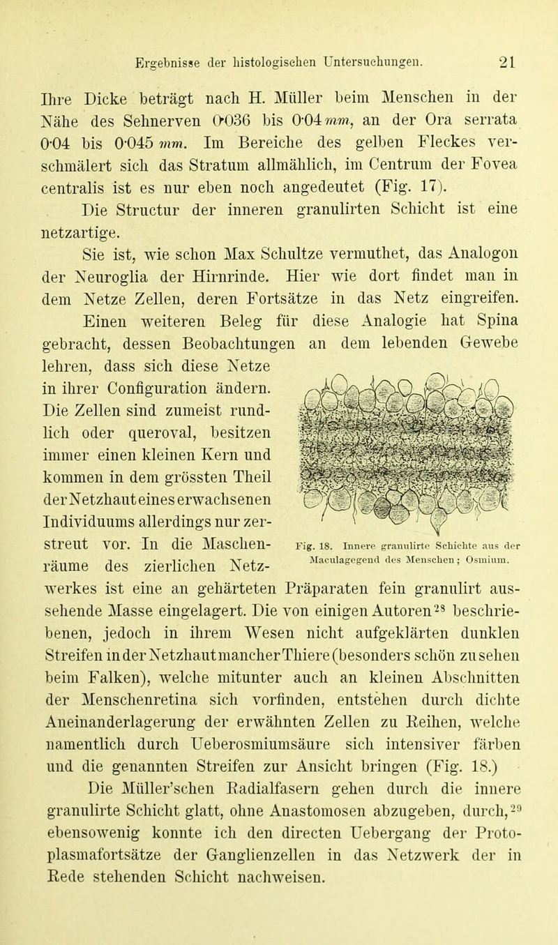 Ihre Dicke beträgt nach H. Müller beim Menschen in der Nähe des Sehnerven 0036 bis 0-04 mm, an der Ora serrata 0-04 bis 0-045 mm. Im Bereiche des gelben Fleckes ver- schmälert sich das Stratum allmählich, im Centrum der Fovea centralis ist es nur eben noch angedeutet (Fig. 17). Die Structur der inneren granulirten Schicht ist eine netzartige. Sie ist, wie schon Max Schultze vermuthet, das Analogon der Neuroglia der Hirnrinde. Hier wie dort findet man in dem Netze Zellen, deren Fortsätze in das Netz eingreifen. Einen weiteren Beleg für diese Analogie hat Spina gebracht, dessen Beobachtungen an dem lebenden Gewebe lehren, dass sich diese Netze in ihrer Configuration ändern. Die Zellen sind zumeist rund- lich oder queroval, besitzen immer einen kleinen Kern und kommen in dem grössten Theil der Netzhaut eines erwachsenen Individuums allerdings nur zer- streut vor. In die Maschen- räume des zierlichen Netz- werkes ist eine an gehärteten Präparaten fein granulirt aus- sehende Masse eingelagert. Die von einigen Autoren28 beschrie- benen, jedoch in ihrem Wesen nicht aufgeklärten dunklen Streifen in der Netzhaut mancher Thiere (besonders schön zusehen beim Falken), welche mitunter auch an kleinen Abschnitten der Menschenretina sich vorfinden, entstehen durch dichte Aneinanderlagerung der erwähnten Zellen zu Beinen, welche namentlich durch Ueberosmiumsäure sich intensiver färben und die genannten Streifen zur Ansicht bringen (Fig. 18.) Die Müller'schen Radialfasern gehen durch die innere granulirte Schicht glatt, ohne Anastomosen abzugeben, durch,29 ebensowenig konnte ich den directen Uebergang der Proto- plasmafortsätze der Ganglienzellen in das Netzwerk der in Rede stehenden Schicht nachweisen. Fig. 18. Inner«1 granulirte Schichte aus der Maculagcgend des Menschen; Osmium.