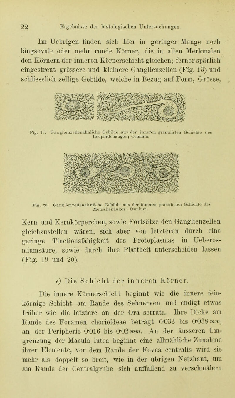 Im Uebrigen finden sich liier in geringer Menge noch längsovale oder mehr runde Körner, die in allen Merkmalen den Körnern der inneren Körnerschicht gleichen; ferner spärlich eingestreut grössere und kleinere Ganglienzellen (Fig. 13) und schliesslich zellige Gebilde, welche in Bezug auf Form, Grösse, Fig. 19. GangflienzeUenähnliche Gebilde aus der inneren granulirten Schichte de» Leopardenauges ; Osmium. Fig. 20. Ganglienzcllenähnliehc Gebilde aus der inneren granulirten Schichte des Menschenauges; Osmium. Kern und Kernkörperchen, sowie Fortsätze den Ganglienzellen gleichzustellen wären, sich aber von letzteren durch eine geringe Tinctionsfähigkeit des Protoplasmas in Ueberos- miumsäure, sowie durch ihre Plattheit unterscheiden lassen (Fig. 19 und 20). e) Die Schicht der inneren Körner. Die innere Körnerschicht beginnt wie die innere fein- körnige Schicht am Rande des Sehnerven und endigt etwas früher wie die letztere an der Ora serrata. Ihre Dicke am Rande des Foramen chorioideae beträgt O033 bis 0-038 mm, an der Peripherie 0-016 bis 002 mm. An der äusseren Um- grenzung der Macula lutea beginnt eine allmähliche Zunahme ihrer Elemente, vor dem Rande der Fovea centralis wird sie mehr als doppelt so breit, wie in der übrigen Netzhaut, um am Rande der Centraigrube sich auffallend zu verschmälern