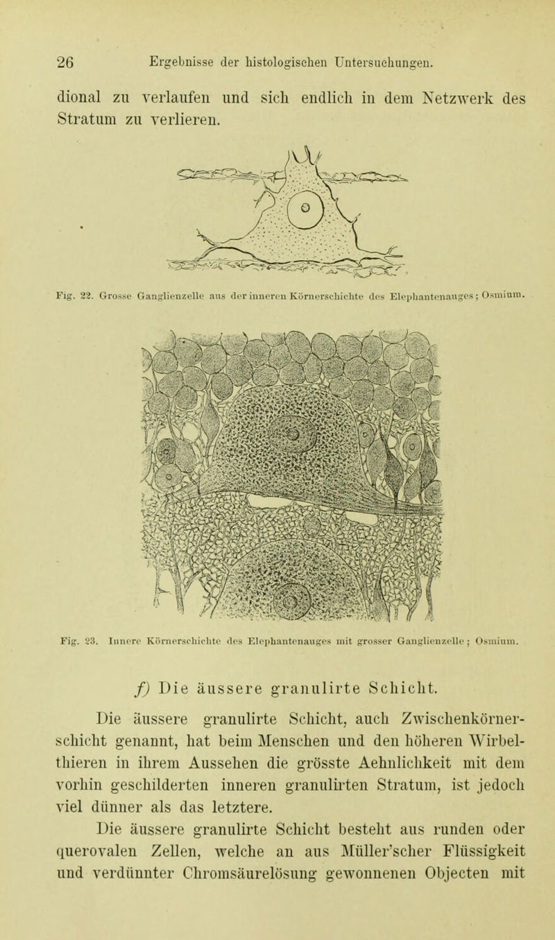 dional zu verlaufen und sich endlich in dem Netzwerk des Stratum zu verlieren. Fig. 22. Grosse Gauglieuzelle aus der inneren Kürnersehiehte des Elephanten&uges; Osmium. Fig. 23. Innere Körnersehirlite des Elephantenauges mit grosser Ganglien/.elle ; Osmium. f) Die äussere granulirte Schicht. Die äussere granulirte Schicht, auch Zwischenkörner- schicht genannt, hat beim Menschen und den höheren Wirbel- thieren in ihrem Aussehen die grösste Aehnlichkeit mit dem vorhin geschilderten inneren granulirten Stratum, ist jedoch viel dünner als das letztere. Die äussere granulirte Schicht besteht aus runden oder querovalen Zellen, welche an aus Müller'scher Flüssigkeit uud verdünnter Chromsäurelösung gewonnenen Objecten mit