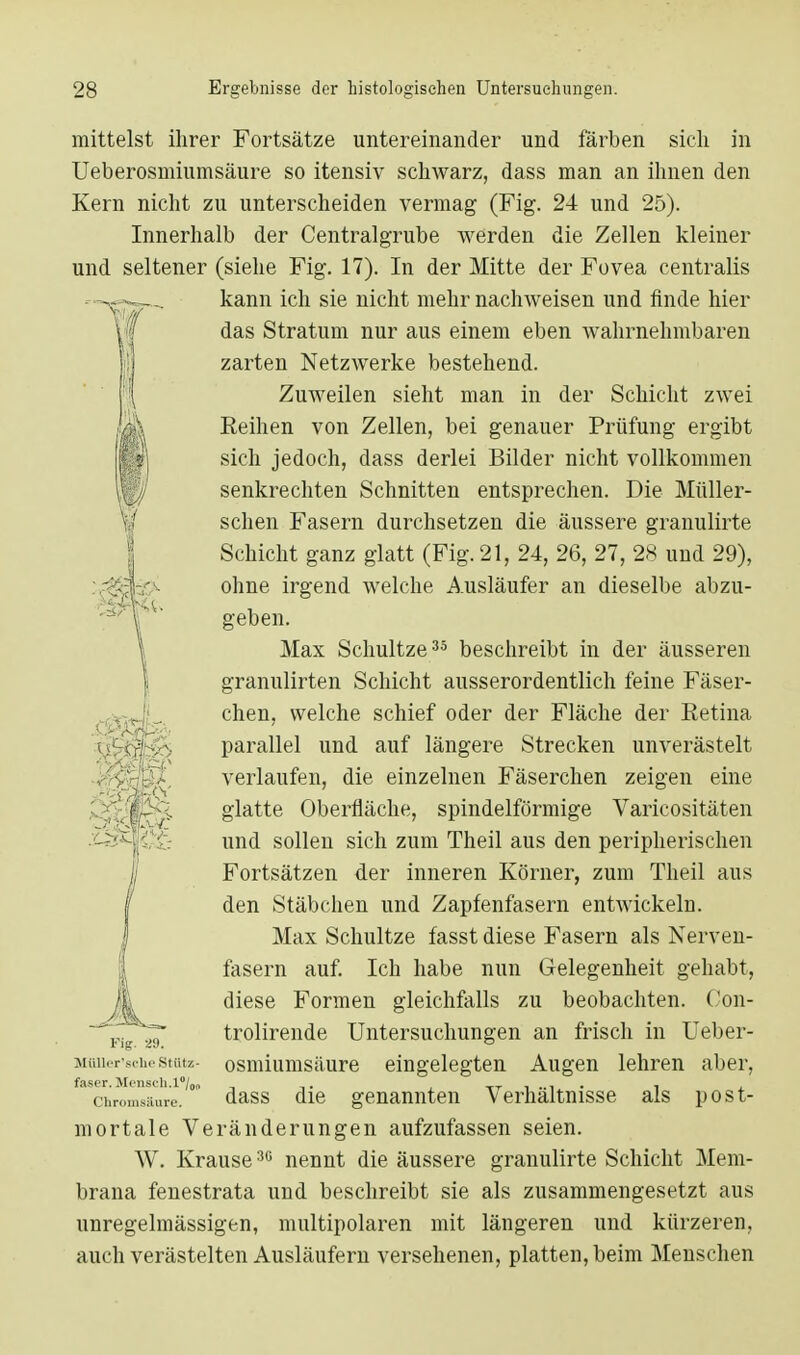 mittelst ihrer Fortsätze untereinander und färben sich in Ueberosmiumsäure so itensiv schwarz, dass man an ihnen den Kern nicht zu unterscheiden vermag (Fig. 24 und 25). Innerhalb der Centraigrube werden die Zellen kleiner und seltener (siehe Fig. 17). In der Mitte der Fovea centralis kann ich sie nicht mehr nachweisen und finde hier das Stratum nur aus einem eben wahrnehmbaren zarten Netzwerke bestehend. Zuweilen sieht man in der Schicht zwei Seihen von Zellen, bei genauer Prüfung ergibt sich jedoch, dass derlei Bilder nicht vollkommen senkrechten Schnitten entsprechen. Die Müller- schen Fasern durchsetzen die äussere granulirte Schicht ganz glatt (Fig. 21, 24, 26, 27, 28 und 29), ohne irgend welche Ausläufer an dieselbe abzu- geben. Max Schultze35 beschreibt in der äusseren granulirten Schicht ausserordentlich feine Fäser- chen, welche schief oder der Fläche der Retina parallel und auf längere Strecken unverästelt verlaufen, die einzelnen Fäserchen zeigen eine glatte Oberfläche, spindelförmige Varicositäten und sollen sich zum Theil aus den peripherischen Fortsätzen der inneren Körner, zum Theil aus den Stäbchen und Zapfenfasern entwickeln. Max Schultze fasst diese Fasern als Nerven- fasern auf. Ich habe nun Gelegenheit gehabt, diese Formen gleichfalls zu beobachten. Oon- trolirende Untersuchungen an frisch in Ueber- osmiumsäure eingelegten Augen lehren aber, dass die genannten Verhältnisse als post- mortale Veränderungen aufzufassen seien. W. Krause30 nennt die äussere granulirte Schicht Mem- brana fenestrata und beschreibt sie als zusammengesetzt aus unregelmässigen, multipolaren mit längeren und kürzeren, auch verästelten Ausläufern versehenen, platten, beim Meuschen Fig. 89. Müller'sche Stütz- faser. Mensch. Chromsäure.