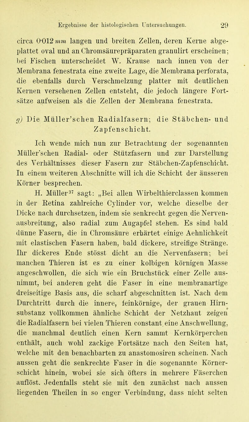 circa 0-012 mm langen und breiten Zellen, deren Kerne abge- plattet oval und an Chromsäurepräparaten granulirt erscheinen; bei Fischen unterscheidet W. Krause nach innen von der Membrana fenestrata eine zweite Lage, die Membrana perforata, die ebenfalls durch Verschmelzung platter mit deutlichen Kernen versehenen Zellen entstellt, die jedoch längere Fort- sätze aufweisen als die Zellen der Membrana fenestrata. g) Die Müller'schen Radialfasern; die Stäbchen- und Zapfenschicht. Ich wende mich nun zur Betrachtung der sogenannten Müller'schen Radial- oder Stützfasern und zur Darstellung des Verhältnisses dieser Fasern zur Stäbchen-Zapfenschicht. In einem weiteren Abschnitte will ich die Schicht der äusseren Körner besprechen. H. Müller37 sagt: „Bei allen Wirbelthierclassen kommen in der Eetina zahlreiche Cylinder vor, welche dieselbe der Dicke nach durchsetzen, indem sie senkrecht gegen, die Nerven- ausbreitung, also radial zum Augapfel stehen. Es sind bald dünne Fasern, die in Chromsäure erhärtet einige Aehnlichkeit mit elastischen Fasern haben, bald dickere, streifige Stränge. Ihr dickeres Ende stösst dicht an die Nervenfasern; bei manchen Thieren ist es zu einer kolbigen körnigen Masse angeschwollen, die sich wie ein Bruchstück einer Zelle aus- nimmt, bei anderen geht die Faser in eine membranartige dreiseitige Basis aus, die scharf abgeschnitten ist. Nach dem Durchtritt durch die innere, feinkörnige, der grauen Hirn- substanz vollkommen ähnliche Schicht der Netzhaut zeigen die Kadialfasern bei vielen Thieren constant. eine Anschwellung, die manchmal deutlich einen Kern sammt Kernkörperchen enthält, auch wohl zackige Fortsätze nach den Seiten hat, welche mit den benachbarten zu anastomosiren scheinen. Nach aussen geht die senkrechte Faser in die sogenannte Körner- schicht hinein, wobei sie sich öfters in mehrere Fäserchen auflöst. Jedenfalls steht sie mit den zunächst nach aussen liegenden Theilen in so enger Verbindung, dass nicht selten