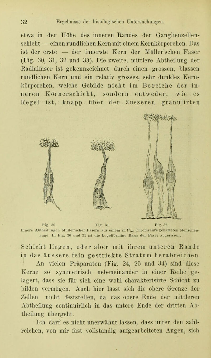 etwa in der Höhe des inneren Randes der Ganglienzellen- schicht — einen rundlichen Kern mit einem Kernkörperchen. Das ist der erste — der innerste Kern der Müller'schen Faser (Fig. 30, 31, 32 und 33). Die zweite, mittlere Abtheilung der Radialfaser ist gekennzeichnet durch einen grossen, blassen rundlichen Kern und ein relativ grosses, sehr dunkles Kern- körperchen, welche Gebilde nicht im Bereiche der in- neren Körnerschicht, sondern entweder, wie es Regel ist, knapp über der äusseren granulirten Fig. 30. Fig. 31. Fig. 32. Innere Aufteilungen Müller'scher Fasern aus einem in 1°/00 Chromsäure gehärteten Mensclien- auge. In Fig. 30 und 31 ist die kegelförmine Basis der Faser abgerissen. Schicht liegen, oder aber mit ihrem unteren Rande in das äussere fein gestrickte Stratum herabreichen. An vielen Präparaten (Fig. 24, 25 und 34) sind diese Kerne so symmetrisch nebeneinander in einer Reihe ge- lagert, dass sie für sich eine wohl charakterisirte Schicht zu bilden vermögen. Auch hier lässt sich die obere Grenze der Zellen nicht feststellen, da das obere Ende der mittleren Abtheilung continuirlich in das untere Ende der dritten Ab- theilung übergeht. Ich darf es nicht unerwähnt lassen, dass unter den zahl- reichen, von mir fast vollständig aufgearbeiteten Augen, sich