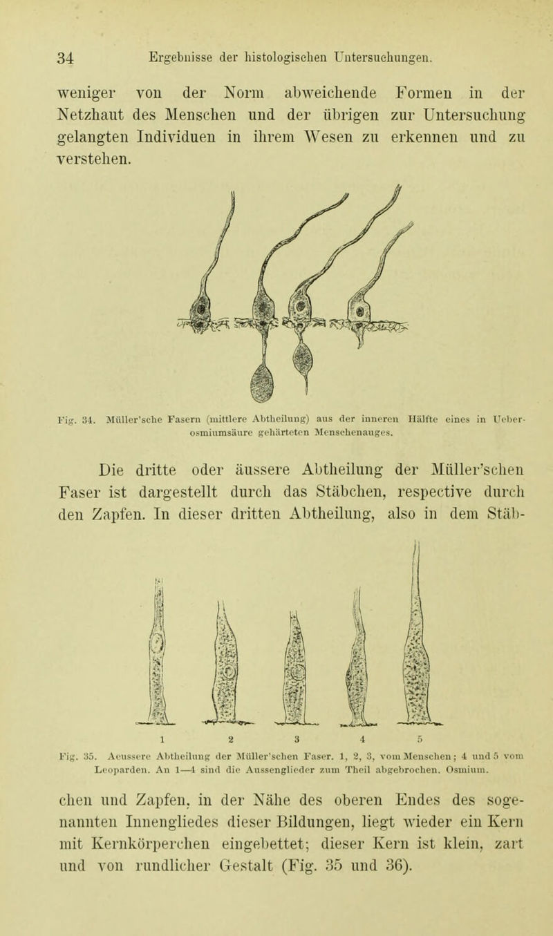 weniger von der Norm abweichende Formen in der Netzhaut des Menschen und der übrigen zur Untersuchung gelangten Individuen in ihrem Wesen zu erkennen und zu verstehen. Fig. 34. Müller'schc Fasern (mittlere Abtheilung) aus der inneren Hälfte eines in Ueber- osmiumsäure gehärteten Menscbenauges. Die dritte oder äussere Abtheilung der Müller'schen Faser ist dargestellt durch das Stäbchen, respective durch den Zapfen. In dieser dritten Abtheilung, also in dem Stäb- 1 2 3 4 f. Fig. 35. Aeussere Abtheilung iler Müller'schen Faser. 1, 2, 3, vom Menschen; 4 und.1) vom Leoparden. An 1—i sind die Aussenglieder zum Theil abgebrochen. Osmium. eben und Zapfen, in der Nähe des oberen Endes des soge- nannten Innengliedes dieser Bildungen, liegt wieder ein Kern mit Kernkürperchen eingebettet; dieser Kern ist klein, zart und von rundlicher Gestalt (Fig. 35 und 36).