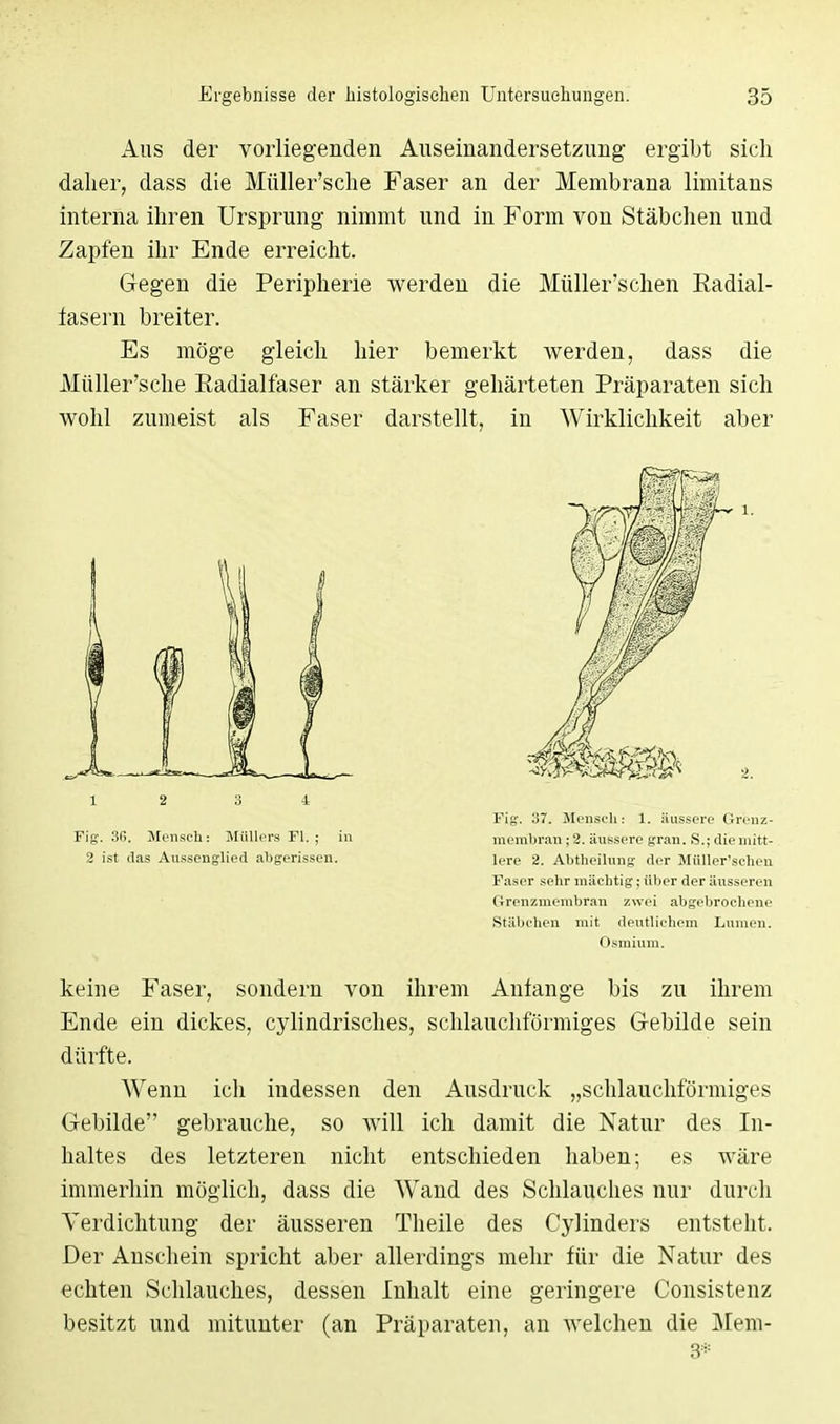 Aus der vorliegenden Auseinandersetzung ergibt sieh daher, dass die Müller'sche Faser an der Membrana liraitans interna ihren Ursprung nimmt und in Form von Stäbchen und Zapfen ihr Ende erreicht. Gegen die Peripherie werden die Müller'schen Eadial- fasern breiter. Es möge gleich hier bemerkt werden, dass die Müller'sche Eadialfaser an stärker gehärteten Präparaten sich wohl zumeist als Faser darstellt, in Wirklichkeit aber 12 3 4 Fig. 37. Mensch: 1. äussere Grenz- Fig. 3G. Mensch: Müllers Fl. ; in membran;2. äussere gran. S.;diemitt- 2 ist das Aussenglied abgerissen. lere 2. Abtheilung der Müller'schen Faser sehr mächtig; über der äusseren Grenzmembran zwei abgebrochene Stäbchen mit deutlichem Lumen. Osmium. keine Faser, sondern von ihrem Anlange bis zu ihrem Ende ein dickes, cylindrisches, schlauchförmiges Gebilde sein dürfte. Wenn ich indessen den Ausdruck „schlauchförmiges Gebilde gebrauche, so will ich damit die Natur des In- haltes des letzteren nicht entschieden haben; es wäre immerhin möglich, dass die AVand des Schlauches nur durch Verdichtung der äusseren Theile des Cylinders entstellt. Der Anschein spricht aber allerdings mehr für die Natur des echten Schlauches, dessen Inhalt eine geringere Consistenz besitzt und mitunter (an Präparaten, an welchen die Mem- 3*