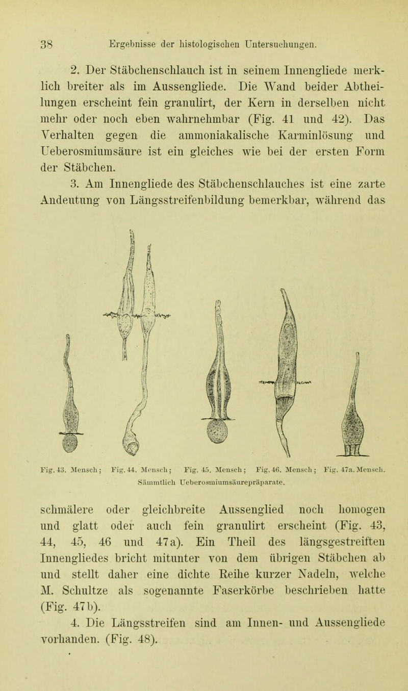 2. Der Stäbchensclilauch ist in seinem Innengliede merk- lich breiter als im Aussengliede. Die Wand beider Abtei- lungen erscheint fein granulirt, der Kern in derselben nicht mehr oder noch eben wahrnehmbar (Fig. 41 und 42). Das Verhalten gegen die ammoniakalische Karminlösung und Ueberosmiumsäure ist ein gleiches wie bei der ersten Form der Stäbchen. 3. Am Innengliede des Stäbchenschlauches ist eine zarte Andeutung von Längsstreifenbildung bemerkbar, während das Fig. 43. Mensch; Fig. 44. Mensch; Fig. 45. Mensch; Fig. 4(!. Mensch; Fig. 47a. Mensch. S&mmtlich Ueberosmiumsänrepraparate. schmälere oder gleichbreite Aussenglied noch homogen und glatt oder auch fein granulirt erscheint (Fig. 43, 44, 45, 46 und 47 a). Ein Theil des längsgestreiften Innengliedes bricht mitunter von dem übrigen Stäbchen ab und stellt daher eine dichte Reihe kurzer Nadeln, welche M. Schultze als sogenannte Faserkörbe beschrieben hatte (Fig. 47 b). 4. Die Längsstreifen sind am Innen- und Aussengliede vorhanden. (Fig. 48).