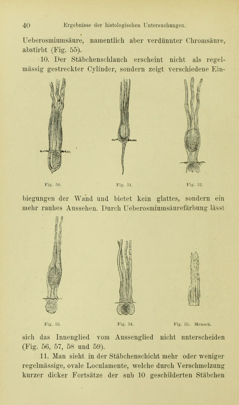 Ueberosmiumsäüre, namentlich aber verdünnter Chromsäure, abstirbt (Fig. 55). 10. Der Stäbchenschlauch erscheint nicht als regel- mässig gestreckter Cylinder, sondern zeigt verschiedene Ein- Fig. 50. Fig. 51. Fig. 52. biegungen der Wand und bietet kein glattes, sondern ein mehr rauhes Aussehen. Durch Ueberosmiumsäurefärbung lässt Fig. 53. Fig. 54. Fig. 55. Mensch. sich das Innenglied vom Aussenglied nicht unterscheiden (Fig. 56, 57, 58 und 59). 11. Man sieht in der Stäbchenschicht mehr oder weniger regelmässige, ovale Loculamente, welche durch Verschmelzung kurzer dicker Fortsätze der sub 10 geschilderten Stäbchen