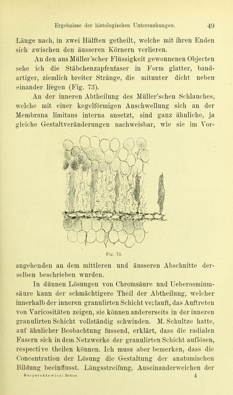 Länge nach, in zwei Hälften getheilt, welche mit ihren Enden sich zwischen den äusseren Körnern verlieren. An den aus Müller'scher Flüssigkeit gewonnenen Objecten sehe ich die Stäbchenzapfenfaser in Form glatter, band- artiger, ziemlich breiter Stränge, die mitunter dicht neben- einander liegen (Fig. 73). An der inneren Abtheilung des Müller'schen Schlauches, welche mit einer kegelförmigen Anschwellung sich an der Membrana limitans interna ansetzt, sind ganz ähnliche, ja gleiche Gestaltveränderungen nachweisbar, wie sie im Vor- Fig. 73. angehenden an dem mittleren und äusseren Abschnitte der- selben beschrieben wurden. In dünnen Lösungen von Chromsäure und Ueberosmium- säure kann der schmächtigere Theil der Abtheilung, welcher innerhalb der inneren granulirten Schicht verlauft, das Auftreten von Varicositäten zeigen, sie können andererseits in der inneren granulirten Schicht vollständig schwinden. M. Schultze hatte, auf ähnlicher Beobachtung fussend, erklärt, dass die radialen Fasern sich in dem Netzwerke der granulirten Schicht auflösen, respective theilen können. Ich muss aber bemerken, dass die Concentration der Lösung die Gestaltung der anatomischen Bildung beeinfiusst. Längsstreifung, Auseinanderweichen der B or y 8 i e k i e w i c z : Retina. 4: