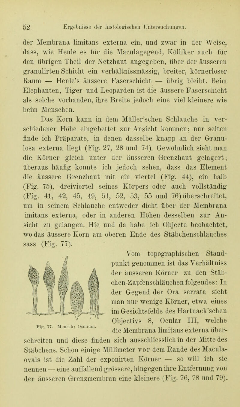 der Membrana limitans externa ein, und zwar in der Weise, dass, wie Henle es für die Maculagegend, Kölliker auch für den übrigen Theil der Netzhaut angegeben, über der äusseren granulirten Schicht ein verhältnissmässig, breiter, körnerloser Kaum — Henle's äussere Faserschicht — übrig bleibt. Beim Elephanten, Tiger und Leoparden ist die äussere Faserschicht als solche vorhanden, ihre Breite jedoch eine viel kleinere wie beim Menschen. Das Korn kann in dem Müller'scheu Schlauche in ver- schiedener Höhe eingebettet zur Ansicht kommen; nur selten finde ich Präparate, in denen dasselbe knapp an der Granu- losa externa liegt (Fig. 27, 28 und 74). Gewöhnlich sieht man die Körner gleich unter der äusseren Grenzhaut gelagert; überaus häufig konnte ich jedoch sehen, dass das Element die äussere Grenzhaut mit ein viertel (Fig. 44), ein halb (Fig. 75), dreiviertel seines Körpers oder auch vollständig (Fig. 41, 42, 45, 49, 51, 52, 53, 55 und 76) überschreitet, um in seinem Schlauche entweder dicht über der Membrana imitans externa, oder in anderen Höhen desselben zur An- sicht zu gelangen. Hie und da habe ich Objecte beobachtet, wo das äussere Korn am oberen Ende des Stäbchenschlauches sass (Fig. 77). schreiten und diese finden sich ausschliesslich in der Mitte des Stäbchens. Schon einige Millimeter vor dem Rande des Macula- ovals ist die Zahl der exponirten Körner — so will ich sie nennen — eine auffallend grössere, hingegen ihre Entfernung von der äusseren Grenzmembran eine kleinere (Fig. 76, 78 und 79). Fig. 77. Mensch; Osmium. Vom topographischen Stand- punkt genommen ist das Verhältniss der äusseren Körner zu den Stäb- chen-Zapfenschläuchen folgendes: In der Gegend der Ora serrata sieht man nur wenige Körner, etwa eines im Gesichtsfelde des Hartnack'schen Objectivs 8, Ocular III, welche die Membrana limitans externa über-