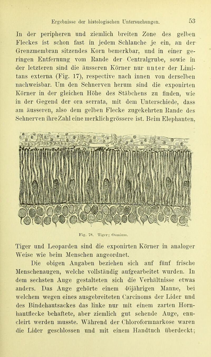 In der peripheren und ziemlich breiten Zone des gelben Fleckes ist schon fast in jedem Schlauche je ein, an der Grenzmembran sitzendes Korn bemerkbar, und in einer ge- ringen Entfernung vom Rande der Centraigrube, sowie in der letzteren sind die äusseren Körner nur unter der Limi- tans externa (Fig. 17), respective nach innen von derselben nachweisbar. Um den Sehnerven herum sind die exponirten Körner in der gleichen Höhe des Stäbchens zu finden, wie in der Gegend der ora serrata, mit dem Unterschiede, dass am äusseren, also dem gelben Flecke zugekehrten Rande des Sehnerven ihre Zahl eine merklich grössere ist. Beim Elephanten, Fig. 78. Tiger; Osmium. Tiger und Leoparden sind die exponirten Körner in analoger Weise wie beim Menschen angeordnet. Die obigen Angaben beziehen sich auf fünf frische Menschenaugen, welche vollständig aufgearbeitet wurden. In dem sechsten Auge gestalteten sich die Verhältnisse etwas anders. Das Auge gehörte einem 46jährigen Manne, bei welchem wegen eines ausgebreiteten Carcinoms der Lider und des Bindehautsackes das linke nur mit einem zarten Horn- hautflecke behaftete, aber ziemlich gut sehende Auge, enu- cleirt werden musste. Während der Chloroformnarkose waren die Lider geschlossen und mit einem Handtuch überdeckt;