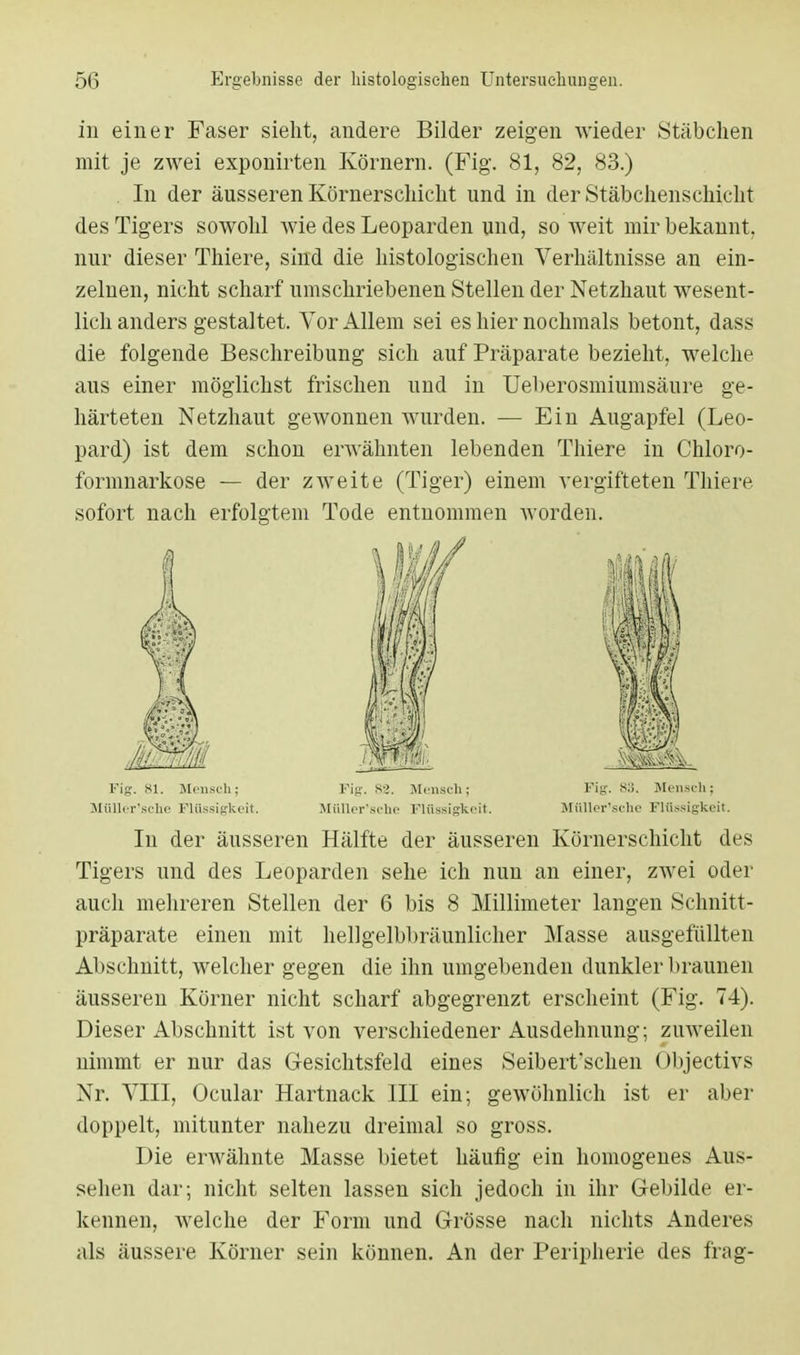 in einer Faser sieht, andere Bilder zeigen wieder Stäbchen mit je zwei exponirten Körnern. (Fig. 81, 82, 83.) In der äusseren Körnerschicht und in der Stäbchenschickt des Tigers sowohl wie des Leoparden und, so weit mir bekannt, nur dieser Tkiere, sind die histologischen Verhältnisse an ein- zelnen, nicht scharf umschriebenen Stellen der Netzhaut wesent- lich anders gestaltet. Vor Allem sei es hier nochmals betont, dass die folgende Beschreibung sich auf Präparate bezieht, welche aus einer möglichst frischen und in Ueberosmiumsäure ge- härteten Netzhaut gewonnen wurden. — Ein Augapfel (Leo- pard) ist dem schon erwähnten lebenden Thiere in Chloro- formnarkose — der zweite (Tiger) einem vergifteten Thiere sofort nach erfolgtem Tode entnommen worden. In der äusseren Hälfte der äusseren Körnerschicht des Tigers und des Leoparden sehe ich nun an einer, zwei oder auch mehreren Stellen der 6 bis 8 Millimeter langen Schnitt- präparate einen mit hellgelbbräunlicher Masse ausgefüllten Abschnitt, welcher gegen die ihn umgebenden dunkler braunen äusseren Körner nicht scharf abgegrenzt erscheint (Fig. 74). Dieser Abschnitt ist von verschiedener Ausdehnung; zuweilen nimmt er nur das Gesichtsfeld eines Seibert'schen Objectivs Nr. VIII, Ocular Hartnack III ein; gewöhnlich ist er aber doppelt, mitunter nahezu dreimal so gross. Die erwähnte Masse bietet häufig ein homogenes Aus- sehen dar; nicht selten lassen sich jedoch in ihr Gebilde er- kennen, welche der Form und Grösse nach nichts Anderes als äussere Körner sein können. An der Peripherie des frag- Fig. Hl. Mensch; Müller'sehe Flüssigkeit. Fig. 88. Mensch; Müller sehe FlüsDigki it Fig. Mensch; Miiller'sche Flüssigkeit.