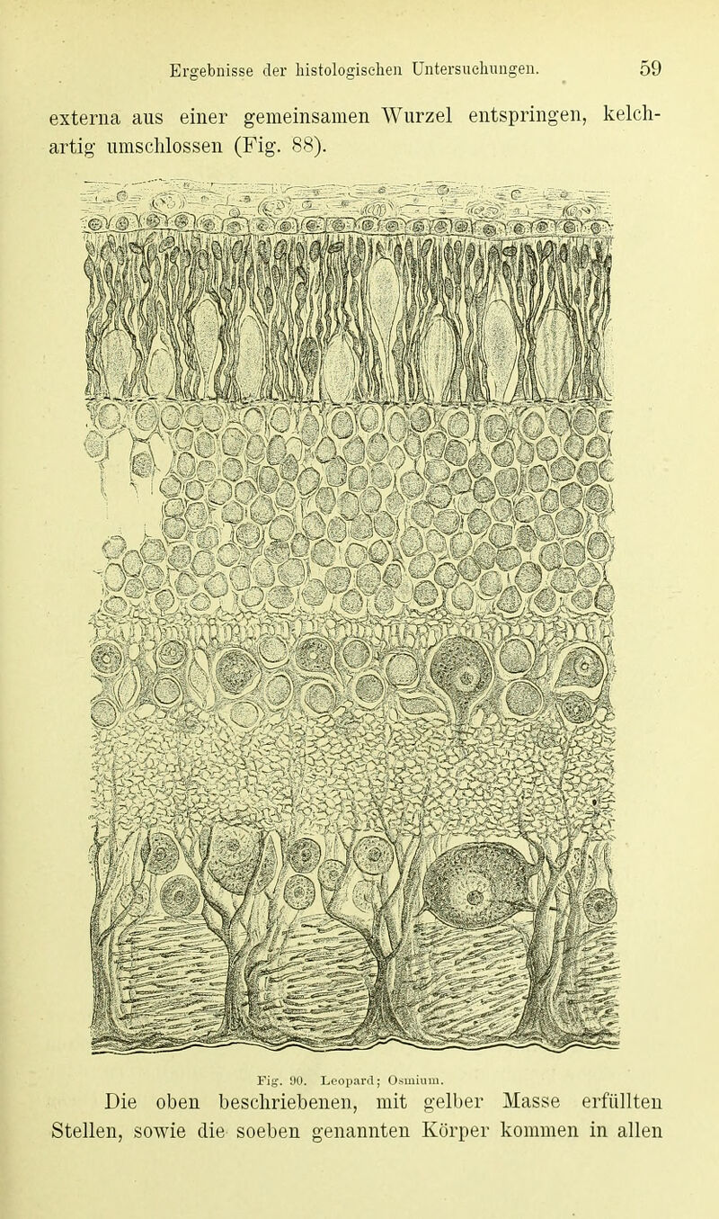 externa aus einer gemeinsamen Wurzel entspringen, kelch- artig umschlossen (Fig. 88). Fig. 90. Leopard; Osmium. Die oben beschriebenen, mit gelber Masse erfüllten Stellen, sowie die- soeben genannten Körper kommen in allen