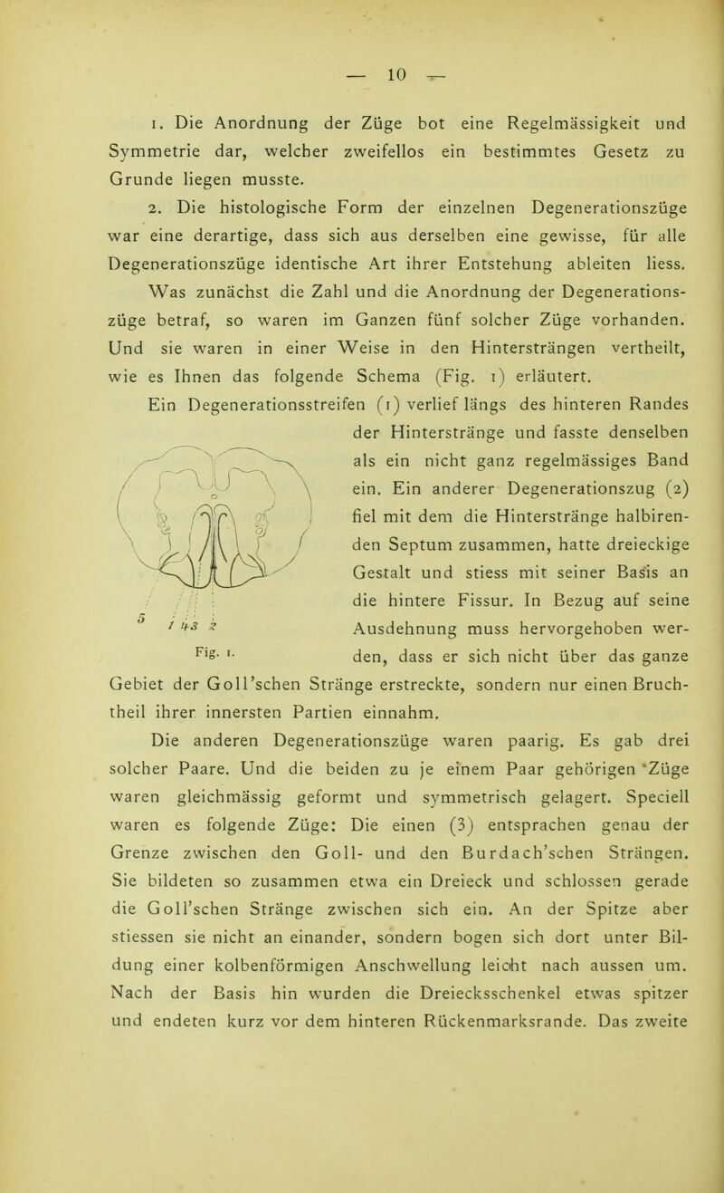 1. Die Anordnung der Züge bot eine Regelmässigkeit und Symmetrie dar, welcher zweifellos ein bestimmtes Gesetz zu Grunde liegen musste. 2. Die histologische Form der einzelnen Degenerationszüge war eine derartige, dass sich aus derselben eine gewisse, für alle Degenerationszüge identische Art ihrer Entstehung ableiten Hess. Was zunächst die Zahl und die Anordnung der Degenerations- züge betraf, so waren im Ganzen fünf solcher Züge vorhanden. Und sie waren in einer Weise in den Hintersträngen vertheilt, wie es Ihnen das folgende Schema (Fig. i) erläutert. Ein Degenerationsstreifen (i) verlief längs des hinteren Randes Gebiet der Goll'schen Stränge erstreckte, sondern nur einen Bruch- theil ihrer innersten Partien einnahm. Die anderen Degenerationszüge waren paarig. Es gab drei solcher Paare. Und die beiden zu je einem Paar gehörigen 'Züge waren gleichmässig geformt und symmetrisch gelagert. Speciell waren es folgende Züge: Die einen (3) entsprachen genau der Grenze zwischen den Göll- und den Burdach'schen Strängen. Sie bildeten so zusammen etwa ein Dreieck und schlössen gerade die Goll'schen Stränge zwischen sich ein. An der Spitze aber stiessen sie nicht an einander, sondern bogen sich dort unter Bil- dung einer kolbenförmigen Anschwellung leictht nach aussen um. Nach der Basis hin wurden die Dreiecksschenkel etwas spitzer und endeten kurz vor dem hinteren Rückenmarksrande. Das zweite 5 1 13 Z Fig. i. der Hinterstränge und fasste denselben als ein nicht ganz regelmässiges Band ein. Ein anderer Degenerationszug (2) fiel mit dem die Hinterstränge halbiren- den Septum zusammen, hatte dreieckige Gestalt und stiess mit seiner Basis an die hintere Fissur. In Bezug auf seine Ausdehnung muss hervorgehoben wer- den, dass er sich nicht über das ganze