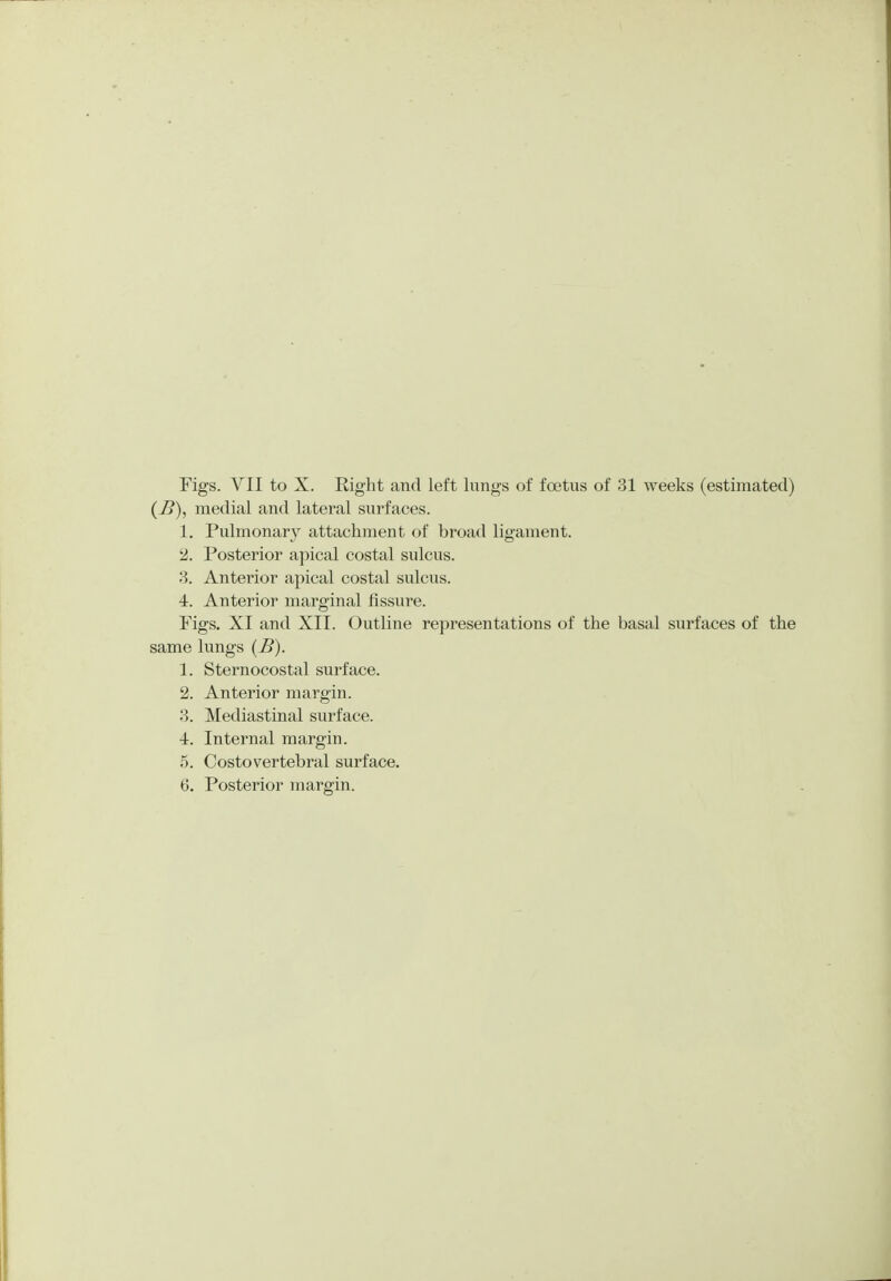 (£), medial and lateral surfaces. 1. Pulmonary attachment of broad ligament. 2. Posterior apical costal sulcus. 3. Anterior apical costal sulcus. 4. Anterior marginal fissure. Figs. XI and XII. Outline representations of the basal surfaces of the same lungs (B). 1. Sternocostal surface. 2. Anterior margin. 3. Mediastinal surface. 4. Internal margin. 5. Costovertebral surface. 6. Posterior margin.