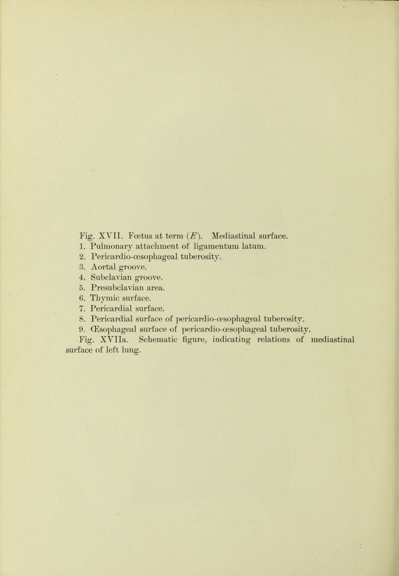 1. Pulmonary attachment of ligamentum latum. 2. Pericardio-oesophageal tuberosity. 3. Aortal groove. 4. Subclavian groove. 5. Presubclavian area. 6. Thymic surface. 7. Pericardial surface. 8. Pericardial surface of pericardio-oesophageal tuberosity. 9. (Esophageal surface of pericardio-oesophageal tuberosity. Fig. XVIIa. Schematic figure, indicating relations of mediastinal surface of left lung.