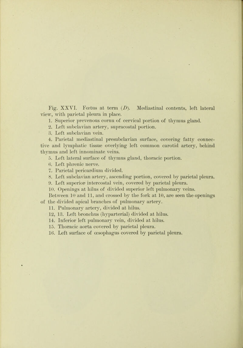 view, with parietal pleura in place. 1. Superior prevenous cornu of cervical portion of thymus gland. 2. Left subclavian artery, supracostal portion. 3. Left subclavian vein. 4. Parietal mediastinal presubclavian surface, covering fatty connec- tive and lymphatic tissue overlying left common carotid artery, behind thymus and left innominate veins. 5. Left lateral surface of thymus gland, thoracic portion. 6. Left phrenic nerve. 7. Parietal pericardium divided. 8. Left subclavian artery, ascending portion, covered by parietal pleura. 9. Left superior intercostal vein, covered by parietal pleura. 10. Openings at hilus of divided superior left pulmonary veins. Between 10 and 11, and crossed by the fork at 10, are seen the openings of the divided apical branches of pulmonary artery. 11. Pulmonary artery, divided at hilus. 12. 13. Left bronchus (hyparterial) divided at hilus. 14. Inferior left pulmonary vein, divided at hilus. 15. Thoracic aorta covered by parietal pleura. 16. Left surface of oesophagus covered by parietal pleura.