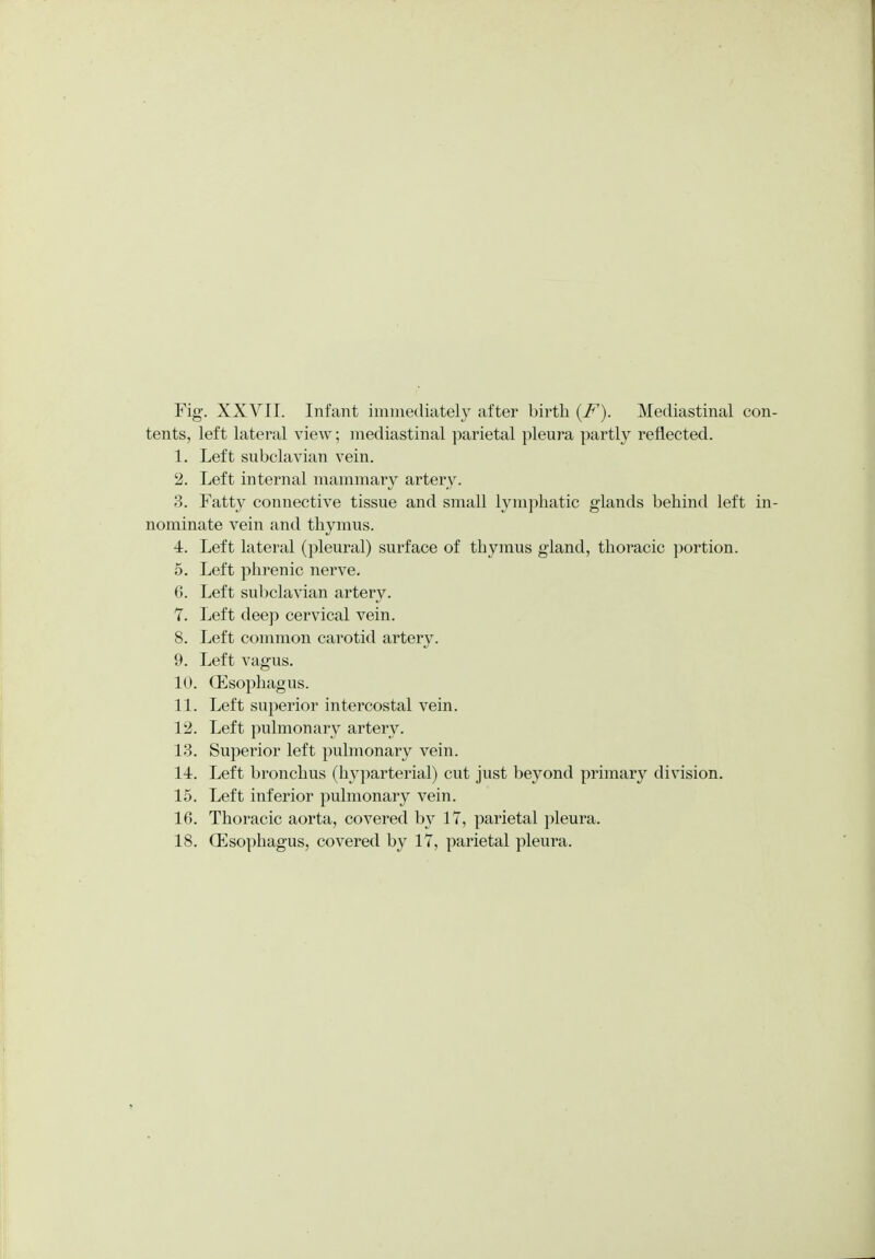tents, left lateral view; mediastinal parietal pleura partly reflected. 1. Left subclavian vein. 2. Left internal mammary artery. 3. Fatty connective tissue and small lymphatic glands behind left in nominate vein and thymus. 4. Left lateral (pleural) surface of thymus gland, thoracic portion. 5. Left phrenic nerve. 6. Left subclavian artery. 7. Left deep cervical vein. 8. Left common carotid artery. 9. Left vagus. 10. (Esophagus. 11. Left superior intercostal vein. 12. Left pidmonary artery. 13. Superior left pulmonary vein. 14. Left bronchus (hyparterial) cut just beyond primary division. 15. Left inferior pulmonary vein. 16. Thoracic aorta, covered b^v 17, parietal pleura. 18. (Esophagus, covered by 17, parietal pleura.