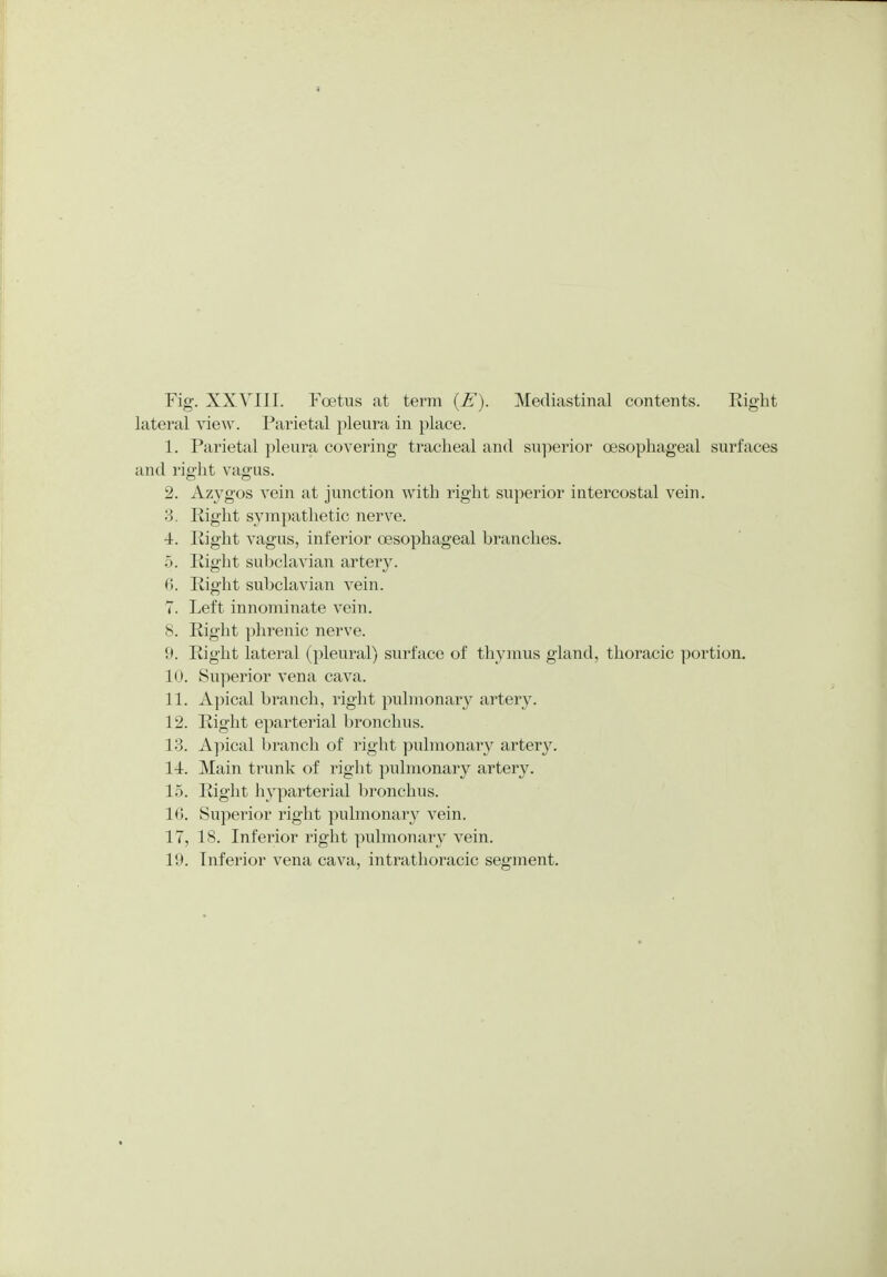 lateral view. Parietal pleura in place. 1. Parietal pleura covering tracheal and superior oesophageal surfaces and right vagus. 2. Azygos vein at junction with right superior intercostal vein. 3. Right sympathetic nerve. 4. Right vagus, inferior oesophageal branches. 5. Right subclavian artery. 6. Right subclavian vein. T. Left innominate vein. 8. Right phrenic nerve. 9. Right lateral (pleural) surface of thymus gland, thoracic portion. 10. Superior vena cava. 11. Apical branch, right pulmonary artery. 12. Right eparterial bronchus. 13. Apical branch of right pulmonary artery. 14. Main trunk of right pulmonary artery. 15. Right hyparterial bronchus. 16. Superior right pulmonary vein. 17. 18. Inferior right pulmonary vein. 19. Inferior vena cava, intrathoracic segment.