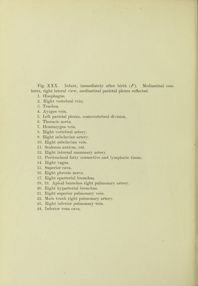 tents, right lateral view, mediastinal parietal pleura reflected. 1. (Esophagus. 2. Right vertebral vein. 3. Trachea. 4. Ayzgos vein. 5. Left parietal pleura, costovertebral division. 6. Thoracic aorta. 7. Hemiazygos vein. 8. Right vertebral artery. 9. Right subclavian artery. 10. Right subclavian vein. 11. Scalenus anticus, cut. 12. Right internal mammary artery. 13. Peritracheal fatty connective and lymphatic tissue. 14-. Right vagus. 15. Superior cava. 16. Right phrenic nerve. 17. Right eparterial bronchus. 18. 19. Apical branches right pulmonary artery. 20. Right hyparterial bronchus. 21. Right superior pulmonary vein. 22. Main trunk right pulmonary artery. 23. Right inferior pulmonary vein. 2-t. Inferior vena cava.