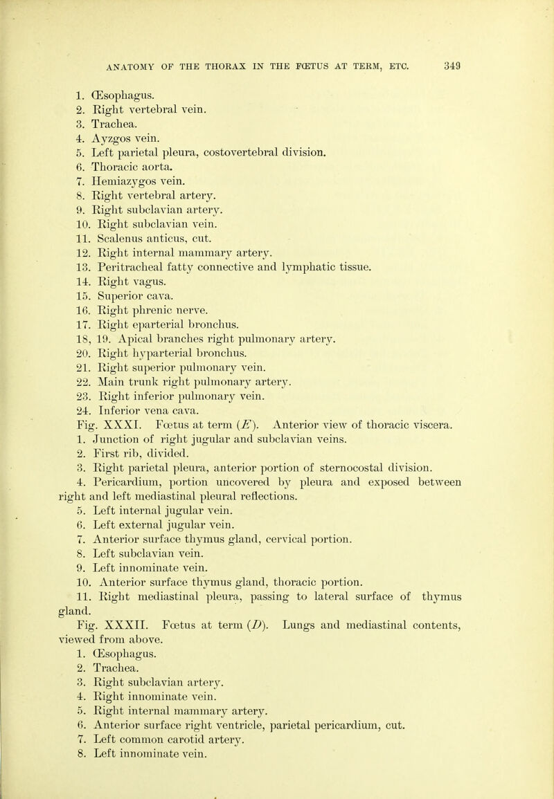 1. (Esophagus. 2. Right vertebral vein. 3. Trachea. 4. Ayzgos vein. 5. Left parietal pleura, costovertebral division. 6. Thoracic aorta. 7. Hemiazygos vein. 8. Right vertebral artery. 9. Right subclavian artery. 10. Right subclavian vein. 11. Scalenus anticus, cut. 12. Right internal mammary artery. 13. Peritracheal fatty connective and lymphatic tissue. 14. Right vagus. 15. Superior cava. 16. Right phrenic nerve. 17. Right eparterial bronchus. 18. 19. Apical branches right pulmonary artery. 20. Right hyparterial bronchus. 21. Right superior pulmonary vein. 22. Main trunk right pulmonary artery. 23. Right inferior pulmonary vein. 24. Inferior vena cava. Fig. XXXI. Foetus at term (E). Anterior view of thoracic viscera. 1. Junction of right jugular and subclavian veins. 2. First rib, divided. 3. Right parietal pleura, anterior portion of sternocostal division. 4. Pericardium, portion uncovered by pleura and exposed between right and left mediastinal pleural reflections. 5. Left internal jugular vein. 6. Left external jugular vein. 7. Anterior surface thymus gland, cervical portion. 8. Left subclavian vein. 9. Left innominate vein. 10. Anterior surface thymus gland, thoracic portion. 11. Right mediastinal pleura, passing to lateral surface of thymus gland. Fig. XXXII. Foetus at term (D). Lungs and mediastinal contents, viewed from above. 1. (Esophagus. 2. Trachea. 3. Right subclavian artery. 4. Right innominate vein. 5. Right internal mammary artery. 6. Anterior surface right ventricle, parietal pericardium, cut. 7. Left common carotid artery. 8. Left innominate vein.