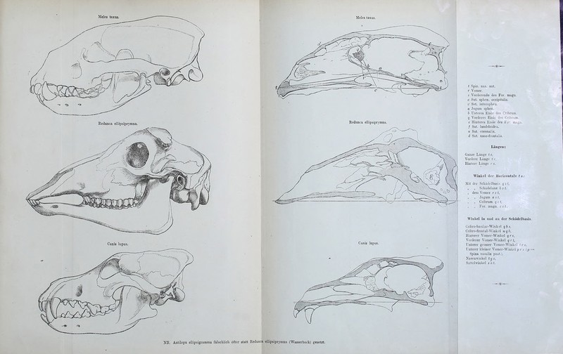 Meies taxns. NB, Antilopa ellipsigramma fälschlich öfter statt Reduiica ellipsiprymna (Wasserbock) gesetzt. t Spin. iias. ant. r Vom er. s Vordercüde des For. maga. X Sut. sphen. occipitalis. x' Sut. iiiterspheii. a Juguni sphen. !> Dutcics Ende des Cribrura, q Vorderes Ende des Cribrum. e Hinteres Eiule dos For. uiaya. / Sut. lambdoidca. 11 Sut. coronaüs. d Sut. naso-frontalis. Längen: Ganze Länge ts, Vordere Länge * r, Hintere Liinge rs. AViukcl der Horizontale ts: Mit der Schädelbasis qst, „ Schädelaxe bst „ dem Vomer r s (, ,, „ Jugum ast, „ „ Cribrum qct, ,, „ For. magn. est, Whiliel in und an der SchUdelbasis. Cribro-basilar-Winkel qbs, Cribro-frontal-Winkel uqb, Hinterer Vomer-Winkel qrs, Vorderer Vomer-Winkel qrt, Unterer grosser Vomer-Winkel trs, Unterer kleiner Vomer-Winkel p r s (p = Spina nasalis post.), Nasenwiukel tt^s, Sattehvinkel ;