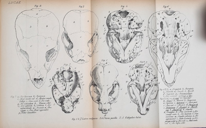 LUCAE. Yff. y a) Por. lacemm. bj Tentorium c.jÄfea/ andü.int. d.J JTMuscarui/u Falle]}, e.j Can.carot. f.jFor.ovak. a.jNr rotundum h.) Fmura crbit i J For. ojjtuitm. 7c.J Cribrum . L.jJ'ci inpuorhüak. m.j Fmitale n.j Pn '%y(fnv. o.jProc.frontxygomaba. p.jTbher ntaxillar-e,. Fui rZßj a.j Omftäale. hj Pansärk c.jFimia/e.d^iVMsa/e. c.^ MxilL t.jPnir (vwiw/d. CTP^fiUU. iC Bas. Fi(f 4..) ö'.J .) ^'rrmt~7P7-'^''/''''''i'i^ bj lempcr b'.jMa.s/pid l/.jJi/mpanuiH b':jS^.n.c.y§j)M!äi. c -jParspost. cyhn-ant. c:yJln/niM. d^Pkn/goid. e.jMdmm fjImMfc .9f-j^mm. mjL h.jLMmJLlEil h'^Aiufulus Gr/Mm. V.'jPnoc. (wvn/>id. yPer. caiidjjl. aiitk. k-j Mr. lacerum,. l.j Um. caroäais. üiiudis vidiams. n.jl'or. stylcmfisl^ruL c.j Tuitf Em/m'/d.p.jFor. ptcrj/ffß-pfdat.^Jpf'f'vale. s^MeaF.audit. ft-rt. I./ Ft. iiiß'a oriil'-