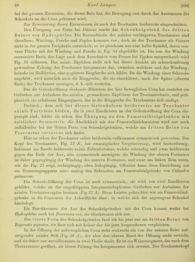 bei der grossen Excursion, die dieses Bein hat, die Bewegung erst durch das Anstemmen des Schenkels an die Coxa gehemmt wird. Zur Erweiterung dieser Excursionen ist auch der Trochanter beiderseits eingeschnitten. Den Ubergang zur Form bei Ditiscus macht das Schenkelgelenk des dritten Beines von Hy drop hilus. Die Bestandteile des axialen verlängerten Trochanters sind dieselben; Windung, Furche und Zapfen kommen vor, doch ist der Trochanter als Ganzes nicht in der ganzen Peripherie entwickelt; er ist gleichsam nur eine halbe Spindel, deren con- vexe Fläche mit der Windung und Furche in Fig. 34 abgebildet ist. Die von der Windung contourirte Basis, der Lage nach dem Ausschnitte vom Femur bei Typhon entsprechend, wird Fig. 35 erläutern. Das axiale Zäpfchen stellt sich bei dieser Ansicht als schneckenförmig gewundene Faltung des Trochanter-Integuments dar, zwischen welchem und der Windung, beinahe im Halbkreise, eine geglättete Ringfurche sich bildet. Da die Windung einer Schraube angehört, wird natürlich auch die Ringgrube, die sie einschliesst, nach der Spitze (oberem Ende) des Trochanter ansteigen, d. h. sich vertiefen. Das die Gelenksöffnung deckende Blättchen der hier beweglichen Coxa hat zunächst ein Grübchen zur Aufnahme des axialen, gewundenen Zäpfchens der Trochanterbasis, und peri- pherisch ein erhabenes Ringsegment, das in die Ringgrube des Trochanters sieh einfügt. Dadurch, dass sich bei dieser Gelenks form beiderseits am Trochanter axiale Fortsätze bilden, die in zwei Randleisten an der Gelenksöffnung der Coxa ein- gezapft sind, bildet sie schon den Üb er gang zu den Femorotibialge lenken mit seitlicher Symmetrie; die Ähnlichkeit mit den Feniorotibialeharnieren wird nur noch auffallender bei der dritten Form von Schenkelgelenken, welche am dritten Beine von Proerustus coriaceus sich findet. Hier ist schon der Trochanter selbst beiderseits vollkommen symmetrisch geworden. Der Kopf des Trochanters, Fig. 37 B, bei zwanzigfacher Yergrösserung, wird becherförmig, bekömmt am Rande beiderseits axiale Faltenfortsätze, welche schraubig und zwar beiderseits gegen das Ende der Axe, also symmetrisch ansteigen; die Windung des oberen Fortsatzes ist daher gegengängig der Windung des unteren Fortsatzes, und zwar am linken Bein unten, wie die Fig. 27 zeigt, rechtsgängig, oben linksgängig. Offenbar kann diese Einrichtung mit ein Hemmungsapparat sein: analog den Schrauben am Femorotibialgelenke von Calandra palmarum. Die Schenkelöffnung der Coxa ist auch symmetrisch , sie wird von zwei Randleisten gebildet, welche an der eingeklappten Integumentduplicatur Grübchen zur Aufnahme der axialen Trochanterzapfen besitzen (Fig 37 Ä). Diese Leisten gehen hier wie am Femorotibial- gelenke in die Contouren der Achselfläche über, in welche sich der angezogene Schenkel hineinlegt. Ein Durchkreuzen der Axe des Schenkelgelenkes mit der Coxa kommt weder bei Hydrophilus noch bei Procrustes vor, sie überkreuzen sich nur. Die vierte Form des Schenkelgelenkes fand ich bis jetzt nur am dritten Beine von Buprestis gigantea, sie lässt sich mit keiner der bis jetzt besprochenen vergleichen. In der Öffnung der unbeweglichen Coxa steht senkrecht ein von der unteren Seite auf- steigender axialer Stift (Fig. 36 Ä), der aber den oberen Rand der Öffnung nicht erreicht, und sie daher nur unvollkommen in zwei Theile theilt. Er ist ein Walzensegment, das nach dem Thoraxraume geöffnet, als blosse Faltung des Integumentes sich erweist. Der Trochanterkopf