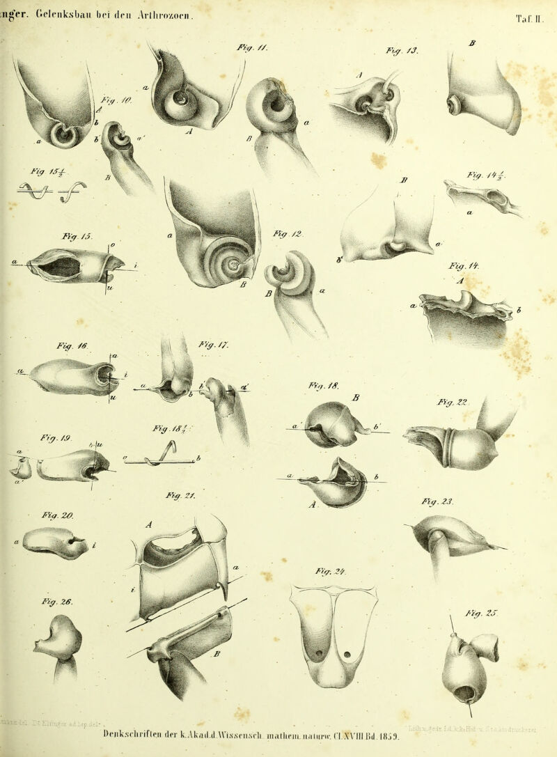 nger. Gelenlcsbaii bei den Arthrozocji Ta f. II DejiTcsclmfttpi rtor kAkadi-Wissenscli matliein. naim-w. (1 Will Bd.1859.