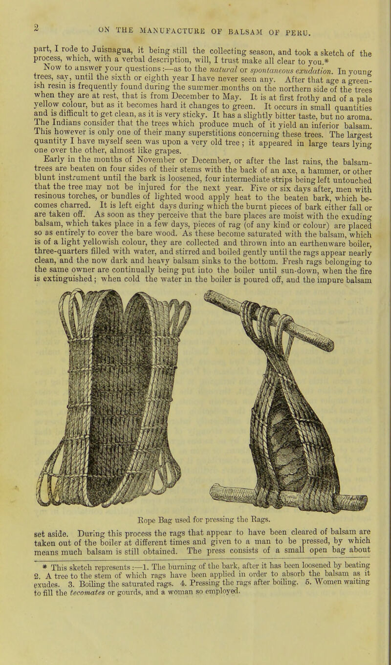 ON THE MANUFACTURE OF BALSAM OF PEKU. part, I rode to Juisnagua, it being still the collecting season, and took a sketch of the process, which, with a verbal description, will, I trust make all clear to you * Now to answer your questions:—as to the natural or spontaneous exudation. In young trees, say, until the sixth or eighth year I have never seen any. After that age a green- ish resin is frequently found during the summer months on the northern side of the trees when they are at rest, that is from December to May. It is at first frothy and of a pale yellow colour, but as it becomes hard it changes to green. It occurs in small quantities and is difficult to get clean, as it is very sticky. It has a slightly bitter taste, but no aroma. The Indians consider that the trees which produce much of it yield an inferior balsam. This however is only one of their many superstitions concerning these trees. The largest quantity I have myself seen was upon a very old tree ; it appeared in large tears lyino- one over the other, almost like grapes. ° Early in the months of November or December, or after the last rains, the balsam- trees are beaten on four sides of their stems with the back of an axe, a hammer, or other blunt instrument until the bark is loosened, four intermediate strips being left untouched that the tree may not be injured for the next year. Five or six days after, men with resinous torches, or bundles of lighted wood apply heat to the beaten bark, which be- comes charred. It is left eight days during which the burnt pieces of bark either fall or are taken off. As soon as they perceive that the bare places are moist with the exuding balsam, which takes place in a few days, pieces of rag (of any kind or colour) are placed so as entirely to cover the bare wood. As these become saturated with the balsam, which is of a light yellowish colour, they are collected and thrown into an earthenware boiler, three-quarters filled with water, and stirred and boiled gently until the rags appear nearly clean, and the now dark and heavy balsam sinks to the bottom. Fresh rags belonging to the same owner are continually being put into the boiler until sun-down, when the fire is extinguished; when cold the water in the boiler is poured off, aud the impure balsam Kope Bag used for pressing the Hags. set aside. During this process the rags that appear to have been cleared of balsam are taken out of the boiler at different times and given to a man to be pressed, by which means much balsam is still obtained. The press consists of a small open bag about * This sketch represents :—1. The burning of the bark, after it has been loosened by beating 2 A tree to the stem of which rags have been applied in order to absorb the balsam as it exudes. 3. Boiling the saturated rags. 4. Pressing the rags after boiling. 6. Women waiting to fill the tecomates or gourds, and a woman so employed.