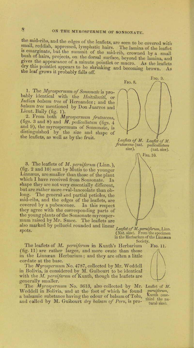 the m>d-ribs and the edges of the leaflets, are seen to be covered with small, reddish, appressed, lymphatic hah-s. The lamina of the leaflet isemargmate, butthe summit of the mid-rib, crowned by a small busli ot hairs, projects, on the dorsal surface, beyond the lamina, and gives the appearance of a minute pointlet or mucro. As the leaflets dry this pointlet appears to be shrinking and becoming brown. As the leaf grows it probably falls ofi. Fig. 9. Fig. 8. 1. The Ifyrospernitm of Sonsonate is pro- bably identical with tlie Hoitziloxitl, or Indian balsam tree of Hernandez; and the halsam tree mentioned by Don Juai-ros and Lieut. Baily (fig. 1). 2. From both Mijrospermum frutescens, (figs. 3 and 8) and M. pedicellatuin (figs. 4 and 9), the myrospermum of Sonsonate, is distinguished by the size and shape of the leaflets, as well as by the fruit. Leaflets of M. frutesceiis (nat. size). Leaflet of M. peciicellatum (nat. size). 3. The leaflets of M.peruifernm (Linn.), (fig. 2 and 10) sent by Mutis to the younger Linnajus, are smaller than those of the plant which I have received from Sonsonate. In shape they are not very essentially different, but are rather more oval-lanceolate than ob- long. The general^nd partial petioles, the mid-ribs, and the edges of the leaflets, are covered by a pubescence. Li this respect they agree with the corresponding parts of the young plants of the Sonsonate myrosper- mum raised by Mr. Smee. The leaflets are also marked by pellucid rounded and linear spots. The leaflets of M. peruifenim in Kunth's Herbarium (fig. 11) are rather larger, and more ovate than those in the Linniean Herbarium; and they are often a little cordate at the base. The Myrospermum No. 4787, collected by Mr. Weddell in Bolivia, is considered by M. Guibourt to be identical with the M. peruiferum of Kunth, though the leaflets are generally smaller. The Myrospermum No. 3613, also collected by Mr. Weddell in Bolivia, and at the foot of which he found a balsamic substance having the odour of balsam of Tolu, and called by M. Guibourt f/r// balsam of Peru, is pro- Leajlet of M. peruifenim, Linir. (Nat. size). From the specimen in the Herbarium of the LiunaeaB Society. Leaflet of M. pend/'erum, Kunth (one- third the na- tarul size).