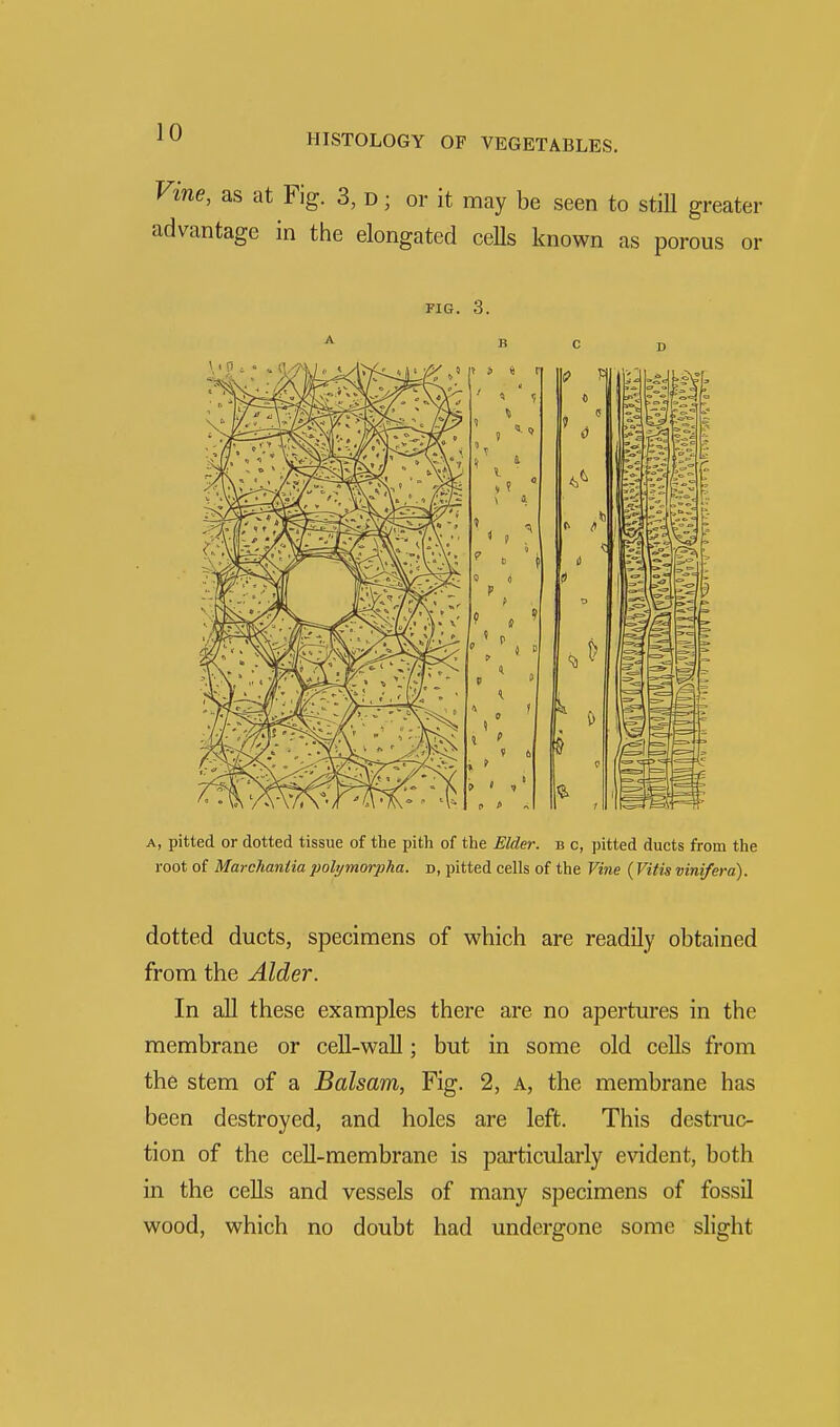 Vine, as at Fig. 3, d ; or it may be seen to still greater advantage in the elongated ceUs known as porous or FIG. 3. a, pitted or dotted tissue of the pith of the Elder, b c, pitted ducts from the root of Marchaniia jiohjmorpha. d, pitted cells of the Vine (Vitisvinifera). dotted ducts, specimens of which are readily obtained from the Alder. In all these examples there are no apertures in the membrane or cell-wall; but in some old cells from the stem of a Balsam, Fig. 2, a, the membrane has been destroyed, and holes are left. This destruc- tion of the cell-membrane is particularly evident, both in the cells and vessels of many specimens of fossil wood, which no doubt had undergone some slight