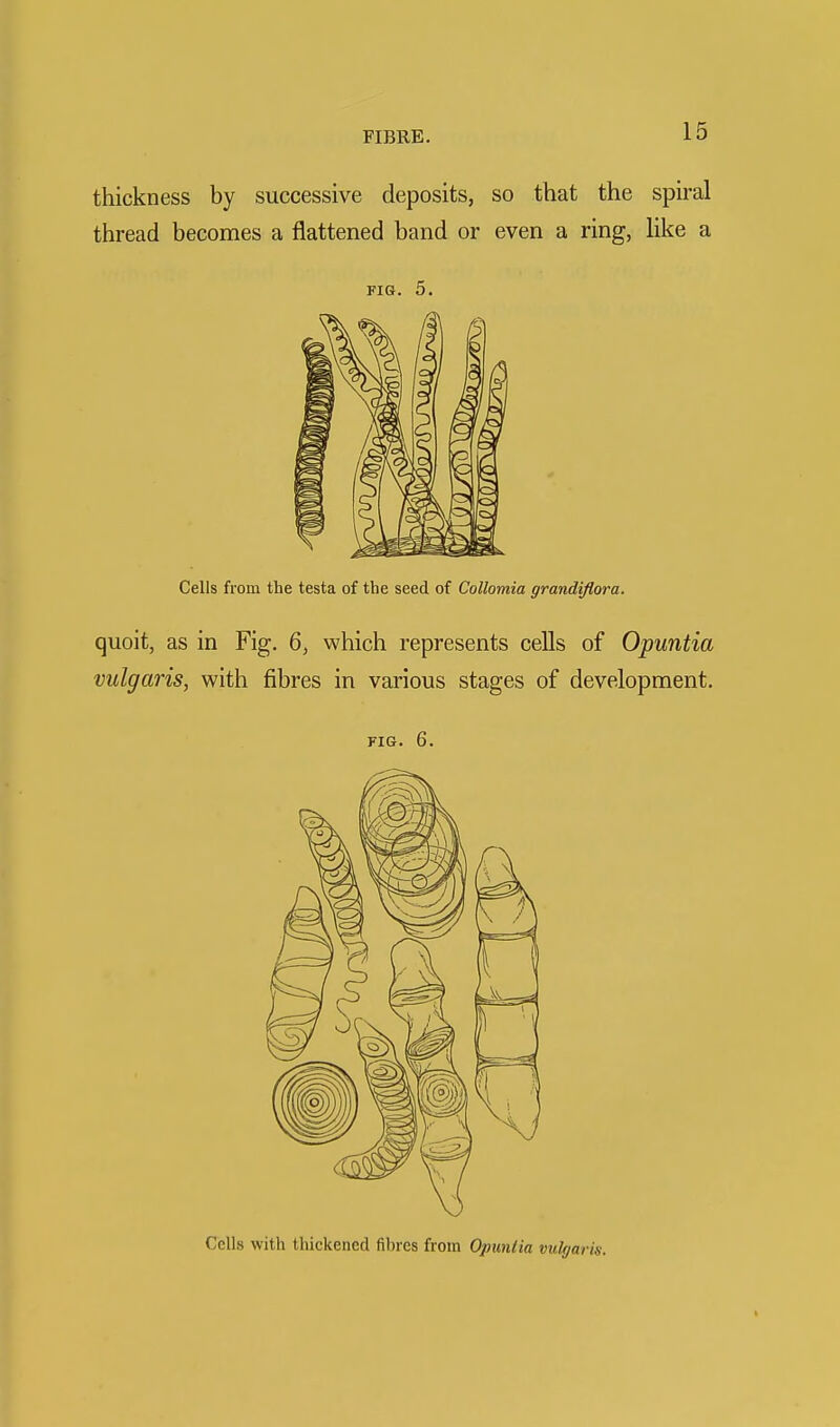 thickness by successive deposits, so that the spiral thread becomes a flattened band or even a ring, like a FIG. 5. Cells from the testa of the seed of Collomia grandiflora. quoit, as in Fig. 6, which represents cells of Opuntia vulgaris, with fibres in various stages of development. FIG. 6. Cells with thickened fibres from Opuntia vulgaris.