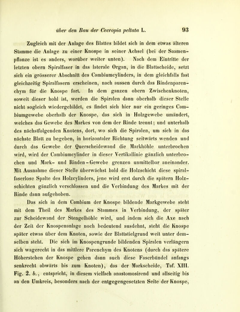 Zugleich mit der Anlage des Blattes bildet sich in dem etwas älteren Stamme die Anlage zu einer Knospe in seiner Achsel (bei der Saamen- pflanze ist es anders, worüber weiter unten). Nach dem Eintritte der letzten obern Spiralfaser in das laterale Organ, in die Blattscheide, setzt sich ein grösserer Abschnitt des Cambiumcylinders, in dem gleichfalls fast gleichzeitig Spiralfasern erscheinen, nach aussen durch das Rindenparen- chym für die Knospe fort. In dem ganzen obern Zwischenknolen, soweit dieser hohl ist, werden die Spiralen dann oberhalb dieser Stelle nicht sogleich wiedergebildet, es findet sich hier nur ein geringes Cam- biumgewebe oberhalb der Knospe, das sich in Holzgewebe umändert, welches das Gewebe des Markes von dem der Rinde trennt; und unterhalb des nächstfolgenden Knotens, dort, wo sich die Spiralen, um sich in das nächste Blatt zu begeben, in horizontaler Richtung seitwärts wenden und durch das Gewebe der Querscheidewand die Markhöhle unterbrochen wird, wird der Cambiumcylinder in dieser Vertikallinie gänzlich unterbro- chen und Mark- und Rinden-Gewebe grenzen unmittelbar aneinander. Mit Ausnahme dieser Stelle überwächst bald die Holzschicht diese spiral- faserlose Spalte des Holzcylinders, jene wird erst durch die spätem Holz- schichten gänzlich verschlossen und die Verbindung des Markes mit der Rinde dann aufgehoben. Das sich in dem Cambium der Knospe bildende Markgewebe steht mit dem Theil des Markes des Stammes in Verbindung, der später zur Scheidewand der Stengelhöhle wird, und indem sich die Axe nach der Zeit der Knospenanlage noch bedeutend ausdehnt, steht die Knospe später etwas über dem Knoten, sowie der Blattstielgrund weit unter dem- selben steht. Die sich im Knospengrunde bildenden Spiralen verlängern sich wagerecht in das mittlere Parenchym des Knotens (durch das spätere Höherstehen der Knospe gehen dann auch diese Faserbündel anfangs senkrecht abwärts bis zum Knoten), das der Markscheide, Taf. XHI. Fig. 2. b., entspricht, in diesem vielfach anastomosirend und allseitig bis an den Umkreis, besonders nach der entgegengesetzten Seite der Knospe,