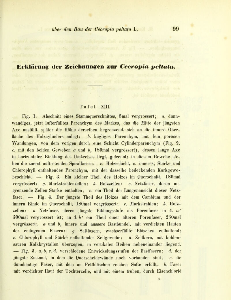 Grklärnn^ der Zeichnungen zur Cecropia peltata. Tafel XIII. Fig. 1. Abschnitt eines Stammquerschnittes, 5mal vergrössert; a. dünn- wandiges, jetzt lufterfülltes Parenchym des Markes, das die Mitte der jüngsten Axe ausfüllt, später die Höhle derselben begrenzend, sich an die innere Ober- fläche des Holzcylinders anlegt; b. kugliges Parenchym, mit fein porösen Wandungen, von dem vorigen durch eine Schicht Cylinderparenchym (Fig. 2. c. mit den beiden Geweben a und b, ISOmal vergrössert), dessen lange Axe in horizontaler Richtung des Umkreises liegt, getrennt; in diesem Gewebe ste- hen die zuerst auftretenden Spiralfasern; c. Holzschicht, e. inneres, Stärke und Chlorophyll enthaltendes Parenchym, mit der dasselbe bedeckenden Korkgewe- beschicht. — Fig. 3. Ein kleiner Theil des Holzes im Querschnitt, ISOmal vergrössert; g. Markstrahlenzellen; h. Holzzellen; c. Netzfaser, deren an- grenzende Zellen Stärke enthalten; c. ein Theil der Längenansicht dieser Netz- faser. — Fig. 4. Der jüngste Theil des Holzes mit dem Cambium und der innern Rinde im Querschnitt, ISOmal vergrössert; c. Markstrahlen; h. Holz- zellen; n. Netzfaser, deren jüngste Bildungsstufe als Porenfaser in 4. a' SOOmal vergrössert ist; in 4.6' ein Theil einer älteren Porenfaser, 250nial vergrössert; a und b, innere und äussere Bastbündel, mit verdickten Häuten der endogenen Fasern; g. Saftfasern, wachserfüllte Bläschen enthaltend; e. Chlorophyll und Stärke enthaltendes Zellgewebe; d. Zellkern, mit kohlen- sauren Kalkkrystallen überzogen, in vertikalen Reihen nebeneinander liegend. — Fig. 5. a, b, c, d. verschiedene Entwickelungssfufen der Bastfasern; d. der jüngste Zustand, in dem die Querscheidewände noch vorhanden sind; c. die dünnhäutige Faser, mit dem an Fettbläschen reichen Safte erfüllt; b. Faser mit verdickter Haut der Tochterzelle, und mit einem trüben, durch Eisenchlorid