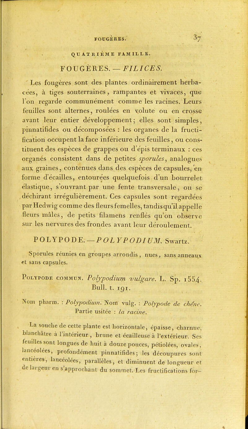 QUATRIEME FAMILLE. FOUGÈRES. —FILICES. Les fougères sont des plantes ordinaii-ement herba- cées, à tiges souterraines, rampantes et vivaces, que l'on regarde communément comme les racines. Leurs feuilles sont alternes, roulées en yolute ou en crosse avant leur entier développement5 elles sont simples, pinnatifides ou décomposées : les organes de la fructi- fication occupent la face inférieure des feuilles, ou cons- tituent des espèces de grappes ou d'épis terminaux : ces organés consistent dans de petites spondes, analogues au3t graines, contenues dans des espèces de capsules, en forme d'écaillés, entourées quelquefois d'un bourrelet élastique, s'ouvrant par une fente transversale, ou se déchirant irrégulièrement. Ces capsules sont regardées parHedwig comme des fleurs femelles, tandis qu'il appelle fleurs mâles, de petits filamens renflés qu'on observe sur les nervures des frondes avant leur déroulement. VOLYVOBE.—POLYPODIUM. Swartz. Sporules réunies en groupes arrondis, nues, sans anneaux et sans capsules. PoLYPODE COMMUN. Poljpodium bulgare. \i. Sp. i554. Bull. t. 191. Nom pharm. : Poljpodium. Nom vulg. : Pofypode de chêne. Partie usitée : la racine. La souche de celte plante est horizontale, épaisse, charnue, blanchâtre à l'intérieur , brune et écailleuse à l'extérieur. Ses feuilles sont longues de huit à douze pouces, pétiolées, ovales, lancéolées, profondément pinnatifides; les découpures sont entières, lancéolées, parallèles, et diminuent de longueur et de largeur en s'approchant du sommet. Les fructifications foi'-