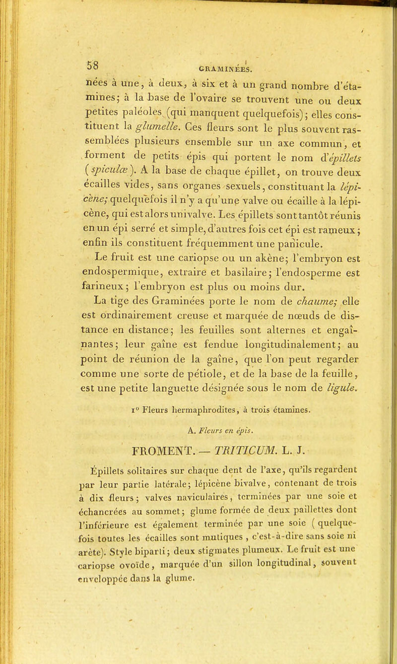 nées à une, à deux, à six et à un grand nombre d'e'ta- mines; à la l)ase de l'ovaire se trouvent une ou deux petites paléoles^ (qui manquent quelquefois) ; elles cons- tituent la gliimelle. Ces fleurs sont le plus souvent ras- semblées plusieurs ensemble sur un axe commun, et forment de petits épis qui portent le nom à^êpillels {spiculœ). A la base de chaque épillet, on trouve deux écailles vides, sans organes sexuels, constituant la lépi- cène; quelquefois il n'y a qu'unp valve ou écaille à la lépi- cène, qui est alors univalve. Les épillets sont tantôt réunis en un épi serré et simple, d'autres fois cet épi est rameux ; enfin ils constituent fréquemment une pariicule. Le fruit est ime caiùopse ou un akène j l'embryon est endospermique, extraire et basilaire; l'endosperme est farineux ; l'embryon est plus ou moins dur. La tige des Graminées porte le nom de chaume; elle est ordinairement creuse et marquée de nœuds de dis- tance en distance ; les feuilles sont alternes et engai- nantes; leur gaîne est fendue longitudinalement ; au point de réunion de la gaîne, que l'on peut regarder comme une sorte de pétiole, et de la base de la feuille, est une petite languette désignée sous le nom de ligule. 1° Fleurs hermaphrodites, à trois étamines. A. Fleurs en épis. FROMENT. — TRITICUM. L. J. Épillels solitaires sur chaque dent de l'axe, qu'ils regardent par leur partie latérale; lépicène bivalve, contenant de trois à dix fleurs; valves naviculaires, terminées par une soie et échancrées au sommet; glume formée de deux paillettes dont l'inférieure est également terminée par une soie ( quelque- fois toutes les écailles sont muliques , c'est-à-dire sans soie ni arête). Style biparti; deux stigmates plumeux. Le fruit est une cariopse ovoïde, marquée d'un sillon longitudinal, souvent enveloppée dans la glume.