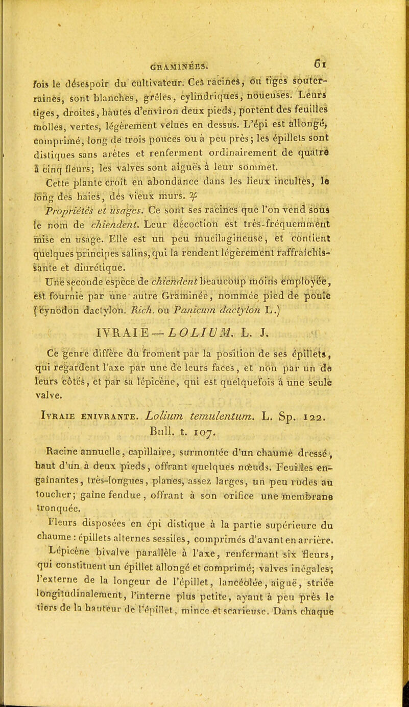 eRA.Miî?Éns. Cl fois le désespoir du cultivateur. Ceà râdinéâ, du tiges st^utci^- raines, édnt blanches, grêles, cylindriques, ndueusés. Leurs tiges, droites, hautes d'environ deux pieds, portent des feuilles tnolies, vertes, légèrement velues en dessus. L'épi est allongé^ comprimé, long de trois ponces ou à peu près; les épillels sont distiques sans arêtes et renferment ordinairement de qutllrè â cinq fleurs; les -s'alvès sont aiguës à leur sommet. Cette plante ctoît eit abondance dans les lieux incultes, le lorig des haies, dés vieux murs, if Propriétés et usages. Ce sont ses ràciiies que l'on vérld sSili lè nom de cMendent. Leur décoction ést très-fréqueriiment mise en usage. Elle est un peu mucilagiheuse j ët itîôntlent quelques principes salins, qui la rendent légèrement raffraîchis- iànte et diurétique. Une seconde espèce de c^zenr/e/zf beaucoup moins èiùplfciîfëë, est fournie par une autre Gi-aininée, tiommée pied de potile l'cynodon dactylon. Rich. ou Paiiicum dactylon L.) IVRAIE—LOZ/i/M. L. J. Ce genre diffère du'fifonient par la position de ses épillets, qui regardent l'axe par une de leurs faces, et non par un de leurs côtés, èt pat sa lépicène, qui est quelquefois à une seiilê valve. Ivraie enivrante. LoUwn temulentum. L. Sp. 122. Bull. t. 107. Racine annuelle 5 capillaire, surmontée d'un chatimè dressé , haut d'un,à deux pieds, offrant quelques noeuds. Feuilles «fl- gaînantes, très-longues, planes, assez larges, un peu rùdes aù toucher; gaîne fendue , offrant à son orifice une ïnembrane tronquée. Fleurs disposées en épi distique à la partie supérieure du chaume : épillets alternes sessiles, comprimés d'avant en arrière. Lépicène bivalve parallèle à l'axe, renfermant si^ fleurs, qui constituent un épillet allongé et comprimé; valves inégales', l'externe de la longeur de l'épillet, lancéolée, aiguë, striée lôngitudinalemcnt, l'interne plus petite, ayant à peu près le tiers de la hauteur dè l'épîn'ét, mince ^t scarieuse. Dans chaque