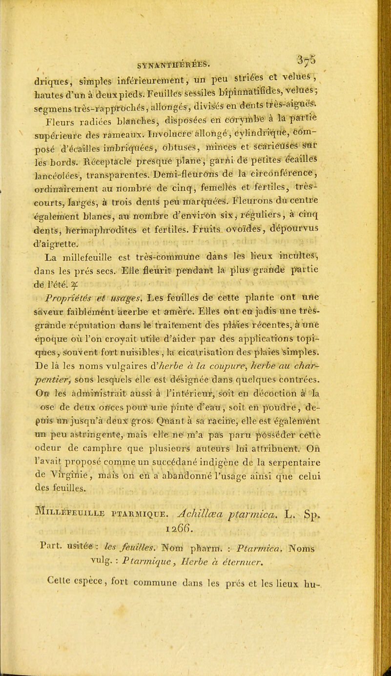 driques, simples inférieurement, un peu strié'es et vèlueà , hautes d'un à deux pieds. Feuilles sessiles bipinnatifides, velués ; segmens très-rappl-ôchés, allangés, divisés en dents très-aiguâs*. Fleurs radiées blanclies, disposées en coryinbe à la partie supérieure des rameaux. Involucre allongé, cylindriqtie, Com- posé d'écailles imbriquées, obtuses, minces et scariétiséS Sât les bords. Réceptâcle pre-squé plane j garAi dé péfite» écaille'* lancéolées, transparentes. Demi-fleUrôWs de la circonférence, ordinairement au nombre de cinq, femelles et fertiles, très- courts, larges, à trois dents peu maripiées. Fleurons du centre également blancs, au nombre d'environ six^ réguliers, à cinq dentsj hermaphi-odites et fertiles. Fruits ovoïdes, dépourvus d'aigrette. La millefeuille est très-commufie dans les lieux incutles, dans les prés secs. Elle fleuril* petidant la plus' grande partie dé l'été. :f Propriétés et usages. Les feuilles de cette plante ont ftrte sàveur faiblémént aterbe et amère. Elles ©nt éO jadis une très- grande répTiiation dans'le traitement des plà^ies récentes, à titt'ê époque où l'on croyait utile d'aider par des applications lopi- qùes, souvent fort nuisibles , la cicatrisation des plaies simples. De là les noms vulgaires à'herbe à la coupure, herbe au char- pentier) sôDS lesqbels elle est déisi^née dans quelques contrées. On les administrait âùssi à Tintérieu^, soit en décoction à''la ose de deux oiïcespouï une pinte d'eau, soit en poudre, de- puis im jusqu'à deux gros. Quant à sa racine, elle est égaléniént un peu astringente, mais elle ne m'a pas paru jb'ôsséder cétle odeur de camphre que plusieurs auleUts Irii attribueifit. On l'avait proposé comme un succédané indigène de la serpentaire de Vfrgiïiié, mais bii en a abandonné l'usage ainsi que celui des feuilles. Millefeuille ptarmique. Achillœa ptarmica. L. n Sp. 1266. Part, usitée : les feuilles. Nom pîiarm. : Ptarmica. Noms vulg. : Ptarmique, Herbe à éternuer. Celle espèce, fort commune dans les prés et les lieux hu-.