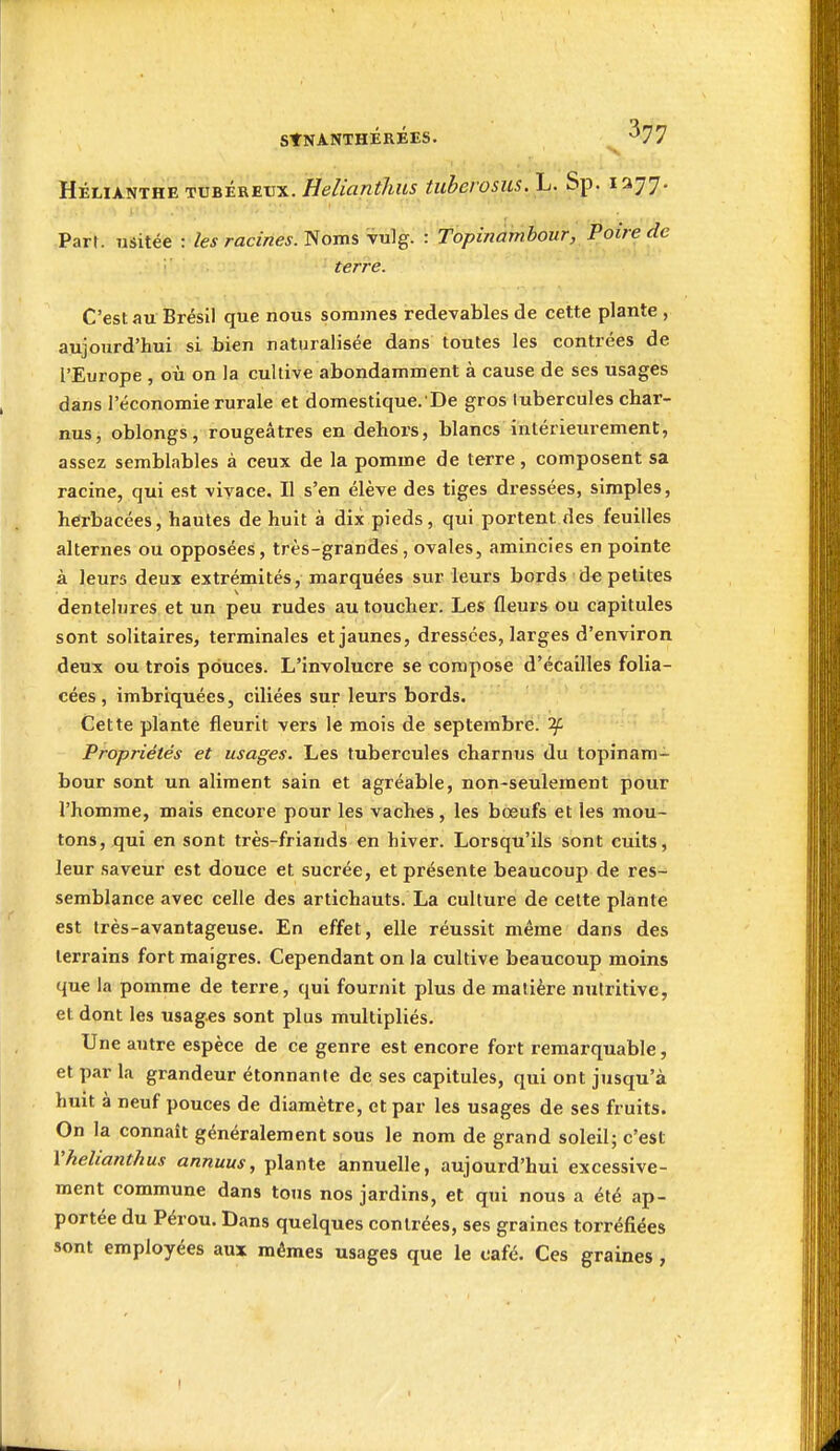 Hélianthe tubéreux. Helianthus tuberosus.L. ,Sp. 1377. Part, usitée : les racines. Noms vulg. : Topinambour, Poire de terre. C'est au Brésil que nous sommes redevables de cette plante , aujourd'hui si bien naturalisée dans toutes les contrées de l'Europe , où on la cultive abondamment à cause de ses usages dans l'économie rurale et domestique. De gros tubercules char- nus, oblongs, rougeâtres en dehors, blancs intérieurement, assez semblables à ceux de la pomme de terre, composent sa racine, qui est vivace. Il s'en élève des tiges dressées, simples, hei'bacées, hautes de huit à dix pieds, qui portent des feuilles alternes ou opposées, très-grandes , ovales, amincies en pointe à leurs deux extrémités, marquées sur leurs bords de petites dentelures et un peu rudes au toucher. Les fleurs ou capitules sont solitaires, terminales et jaunes, dressées, larges d'environ deux ou trois pouces. L'involucre se compose d'écailles folia- cées, imbriquées, ciliées sur leurs bords. Cette plante fleurit vers le mois de septembre. ^ Propriétés et usages. Les tubercules charnus du topinam- bour sont un aliment sain et agréable, non-seulement pour l'homme, mais encore pour les vaches, les bœufs et les mou- tons, qui en sont très-friands en hiver. Lorsqu'ils sont cuits, leur saveur est douce et sucrée, et présente beaucoup de res- semblance avec celle des artichauts. La culture de cette plante est très-avantageuse. En effet, elle réussit même dans des terrains fort maigres. Cependant on la cultive beaucoup moins que la pomme de terre, qui fournit plus de matière nutritive, et dont les usages sont plus multipliés. Une autre espèce de ce genre est encore fort remarquable, et par la grandeur étonnante de ses capitules, qui ont jusqu'à huit à neuf pouces de diamètre, et par les usages de ses fruits. On la connaît généralement sous le nom de grand soleil; c'est Vhelianthus annuus, plante annuelle, aujourd'hui excessive- ment commune dans tous nos jardins, et qui nous a été ap- portée du Pérou. Dans quelques contrées, ses graines torréfiées sont employées aux mêmes usages que le café. Ces graines,